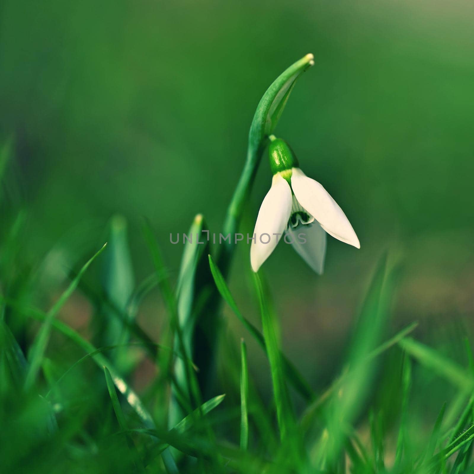 First spring flowers with colorful natural background on a sunny day. Beautiful little white snowdrops in the grass. End of winter season in nature. (Galanthus nivalis) by Montypeter