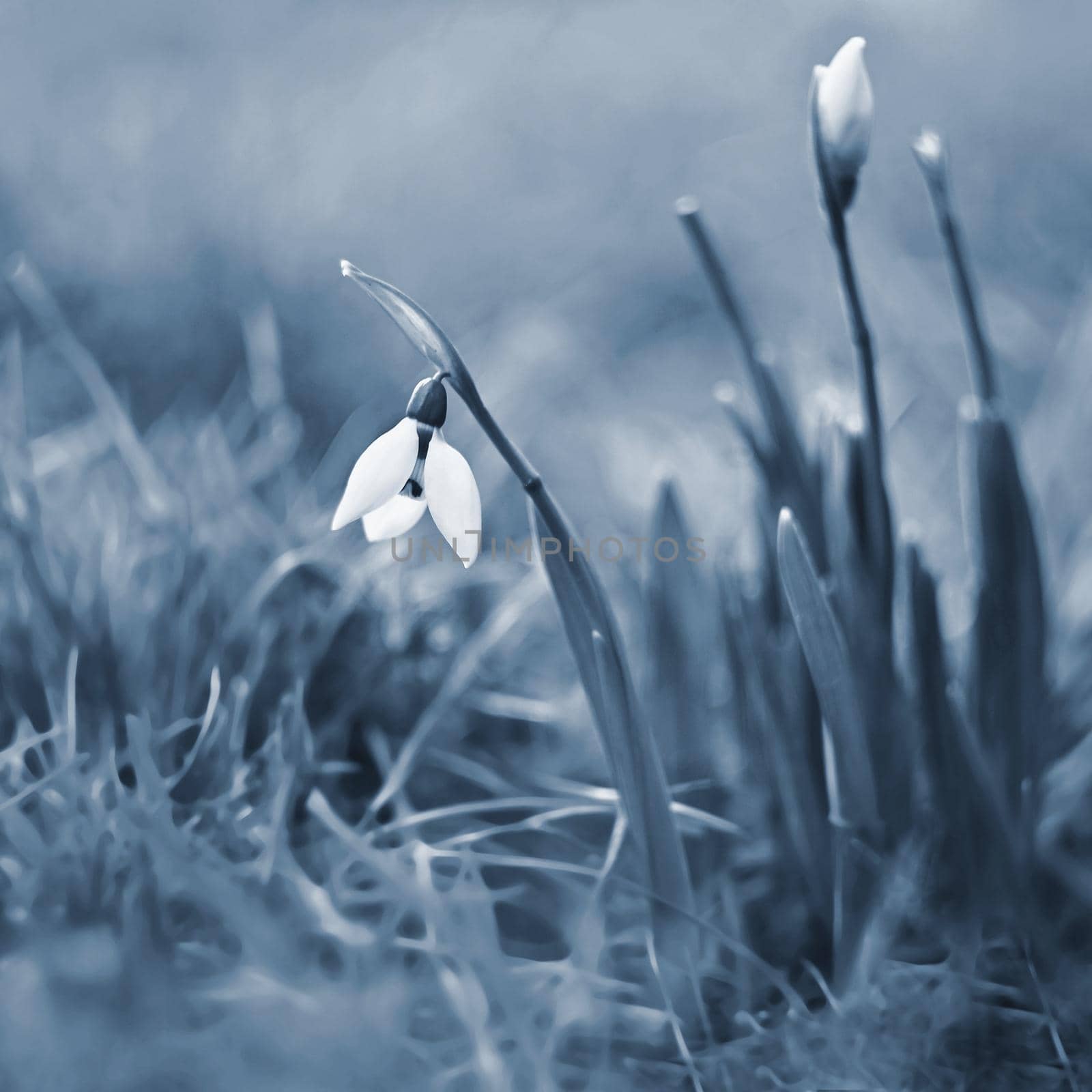 First spring flowers with colorful natural background on a sunny day. Beautiful little white snowdrops in the grass. End of winter season in nature. (Galanthus nivalis)