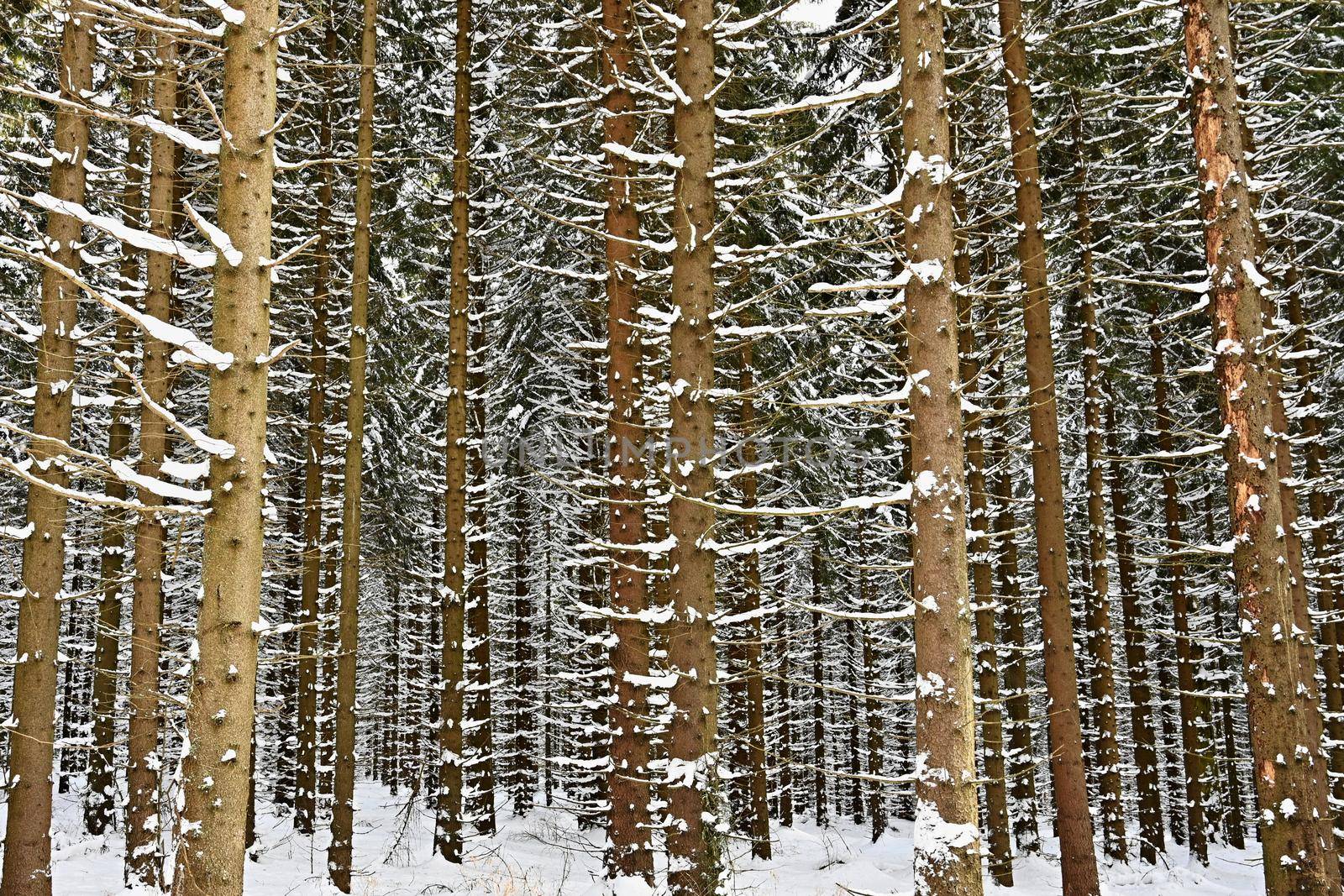 Snowy trees in forest. Beautiful concept for winter, nature and forest.