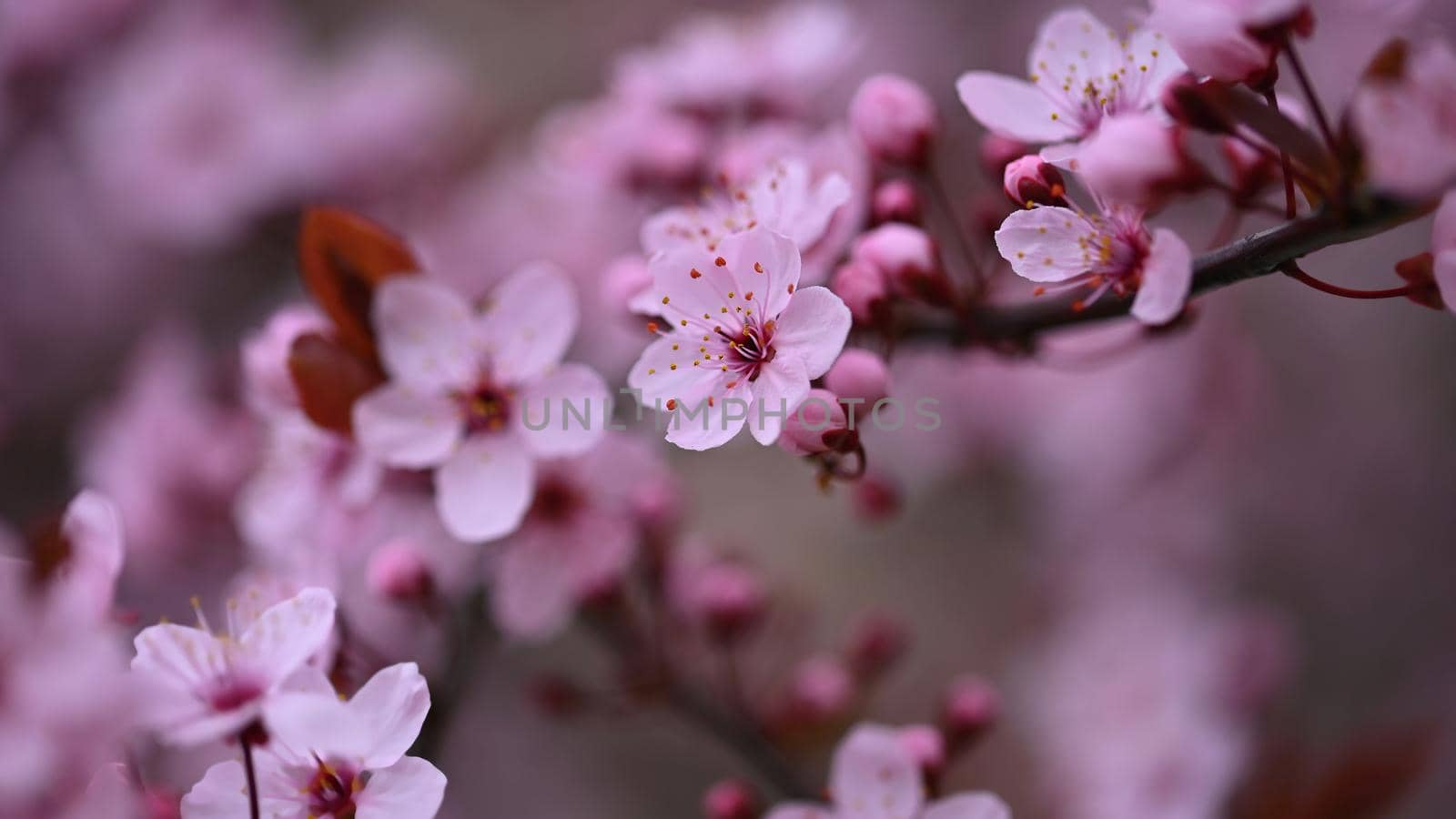 Branches of blossoming cherry. Background in spring on nature outdoors. Pink sakura flowers in springtime.