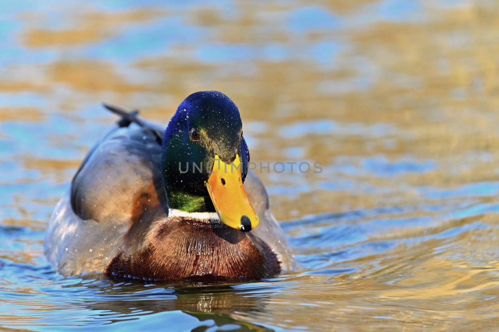 Beautiful wild ducks on water surface by Montypeter