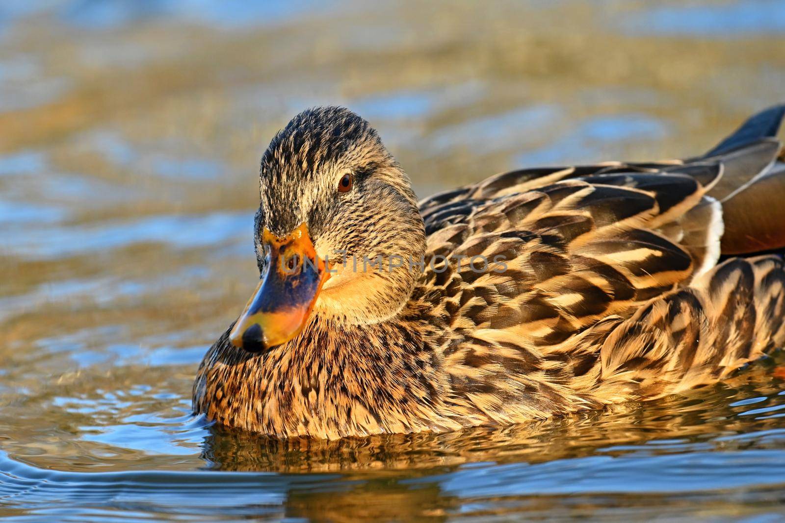 Beautiful wild ducks on water surface by Montypeter