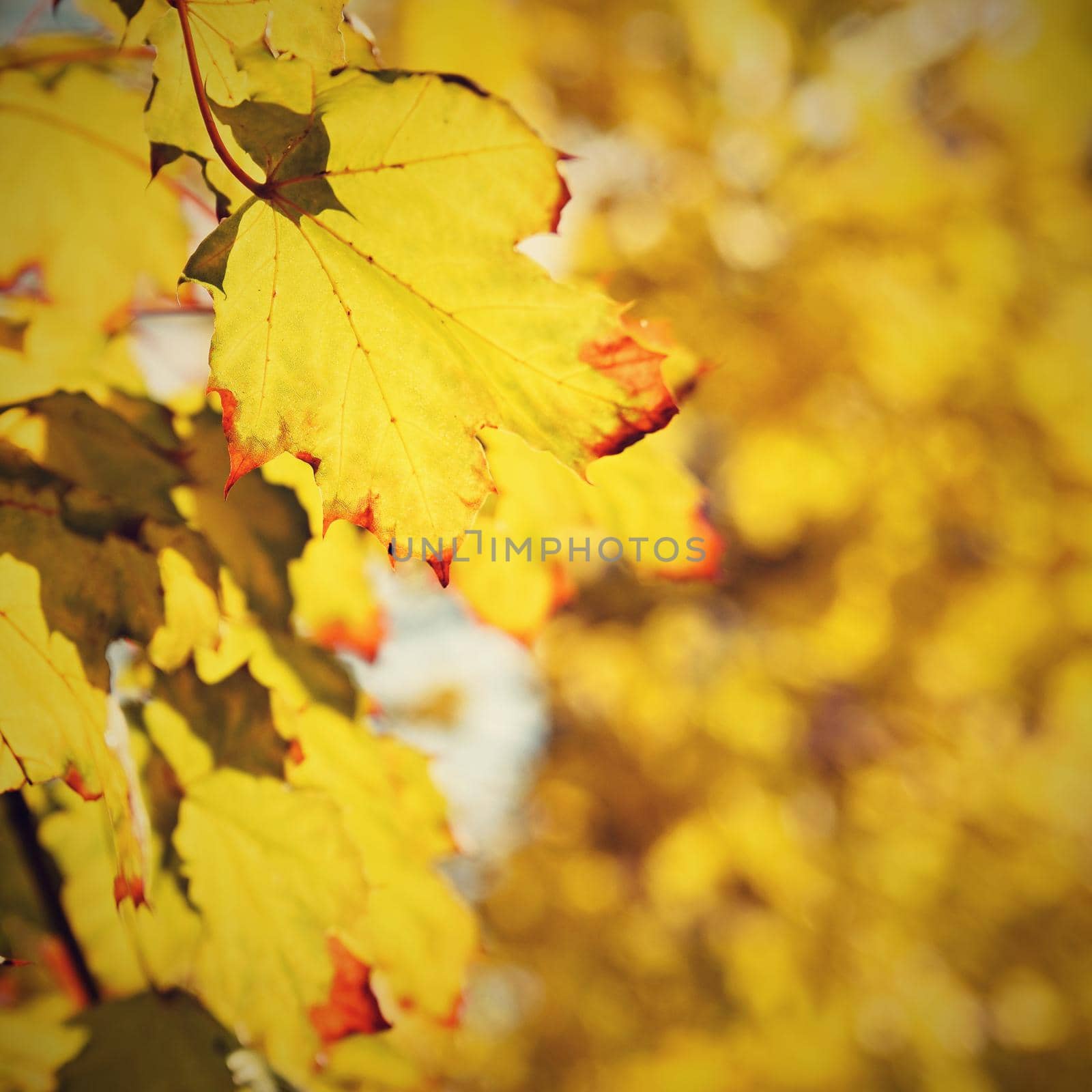 Beautiful colorful autumn leaves on tree. Colorful nature background and concept for autumn season. by Montypeter