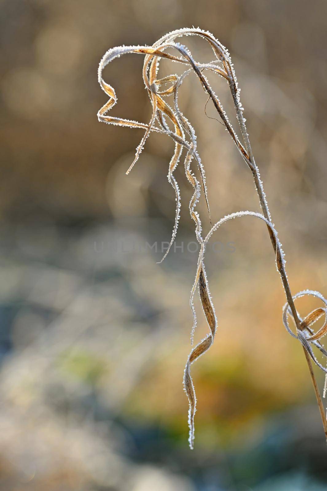 Frost and snow on branches. Beautiful winter seasonal  background. Photo of frozen nature. by Montypeter