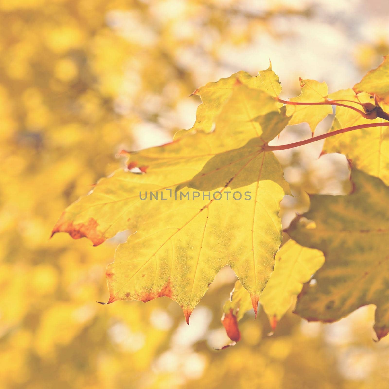 Beautiful colorful autumn leaves on tree. Colorful nature background and concept for autumn season.