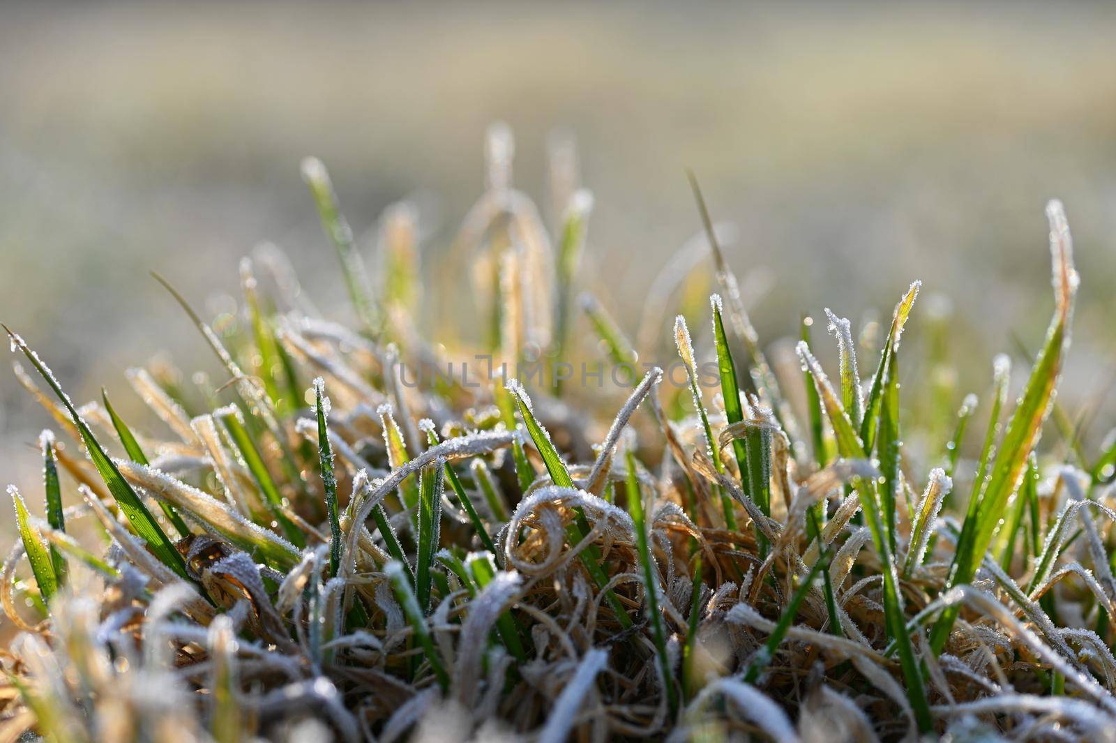 Frozen grass. Beautiful natural colorful background for winter season.