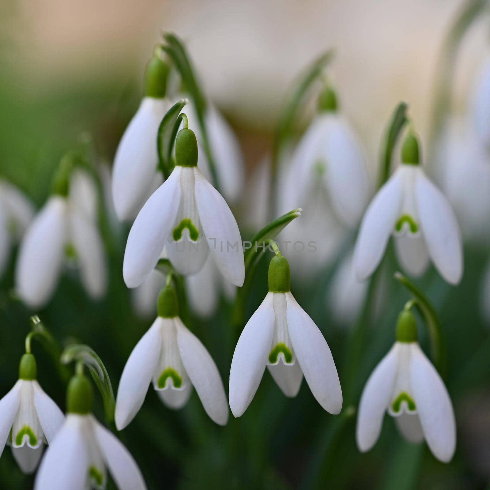 First spring flowers with colorful natural background on a sunny day. Beautiful little white snowdrops in the grass. End of winter season in nature. (Galanthus nivalis)