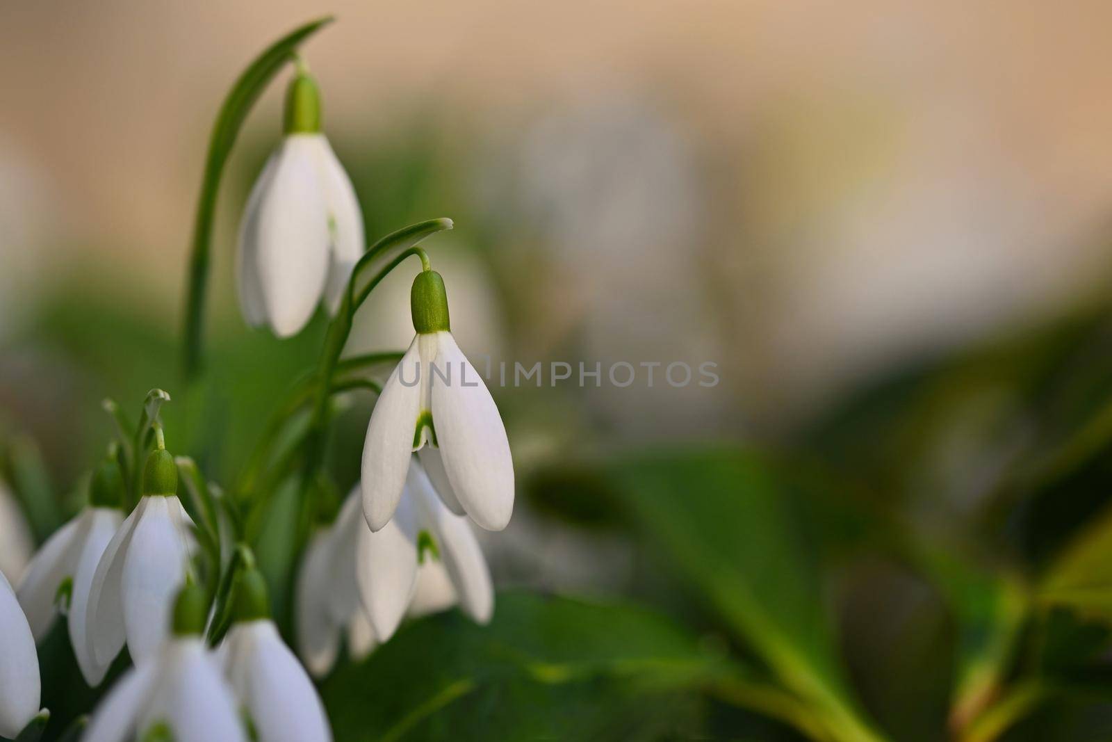 First spring flowers with colorful natural background on a sunny day. Beautiful little white snowdrops in the grass. End of winter season in nature. (Galanthus nivalis)