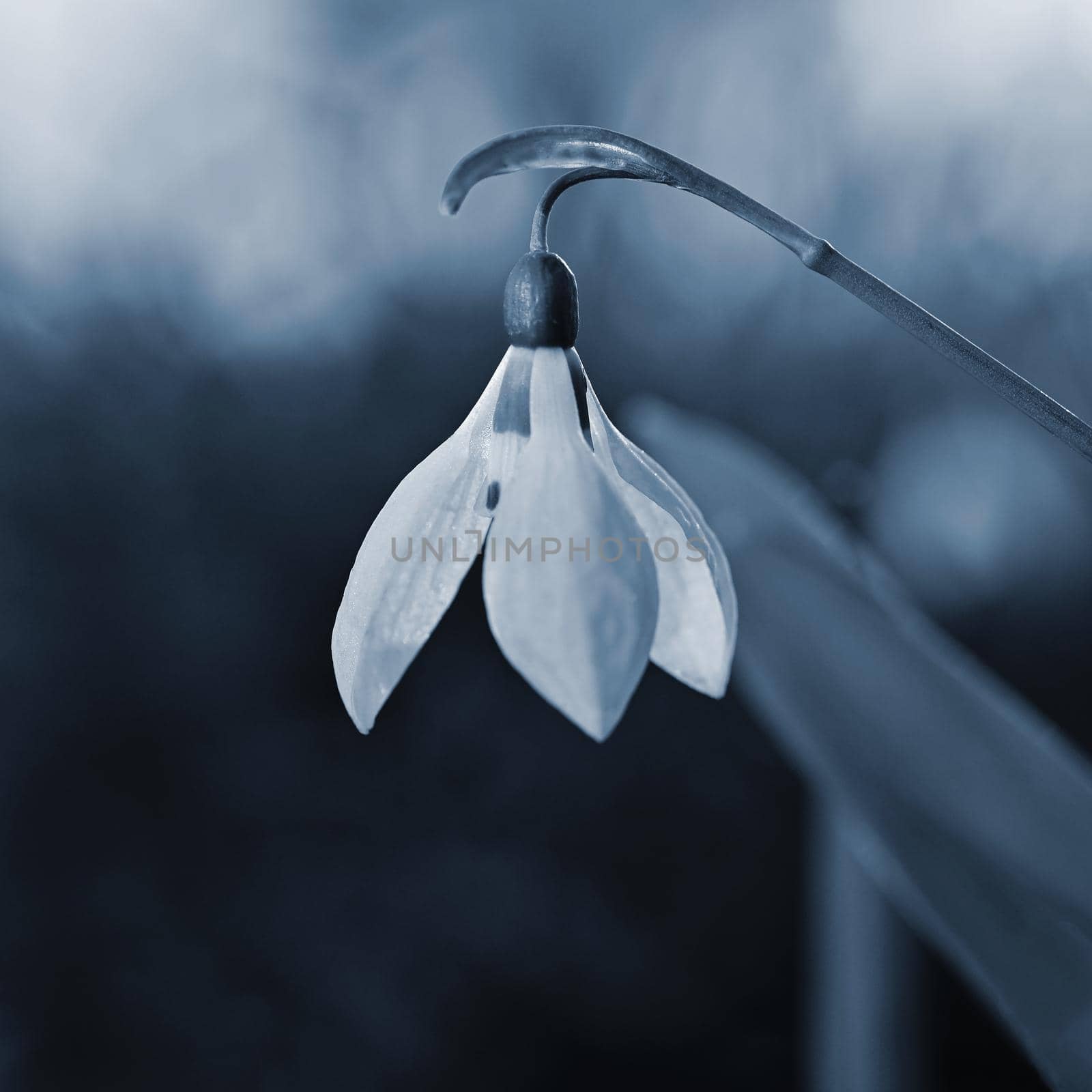 Snowdrops spring flowers. Beautifully blooming in the grass at sunset. Delicate Snowdrop flower is one of the spring symbols. (Amaryllidaceae - Galanthus nivalis) by Montypeter