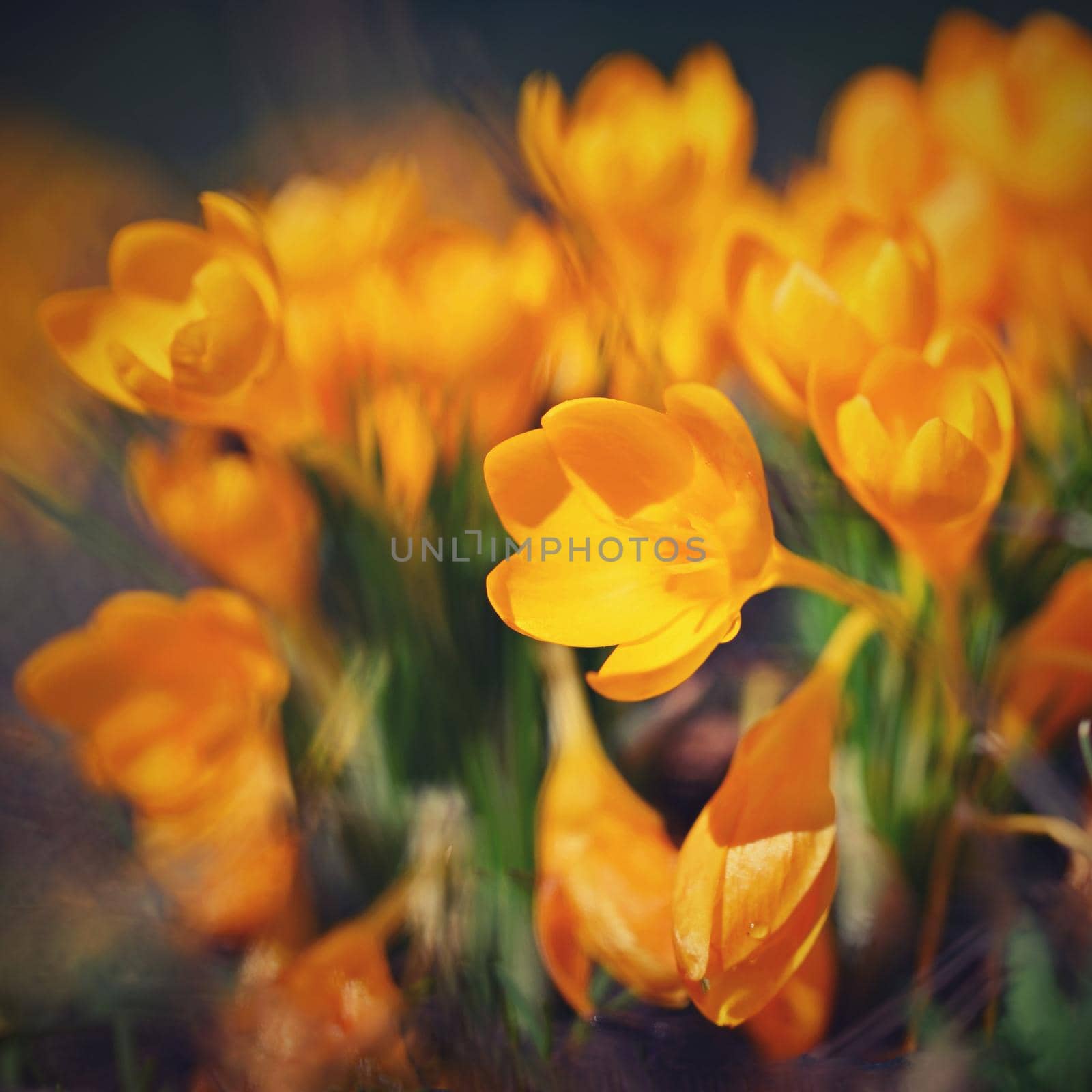 Spring flowers. Beautiful colorful first flowers on meadow with sun.
Crocus Romance Yellow - Crocus Chrysanthus - Crocus tommasinianus - Crocus Tommasini.