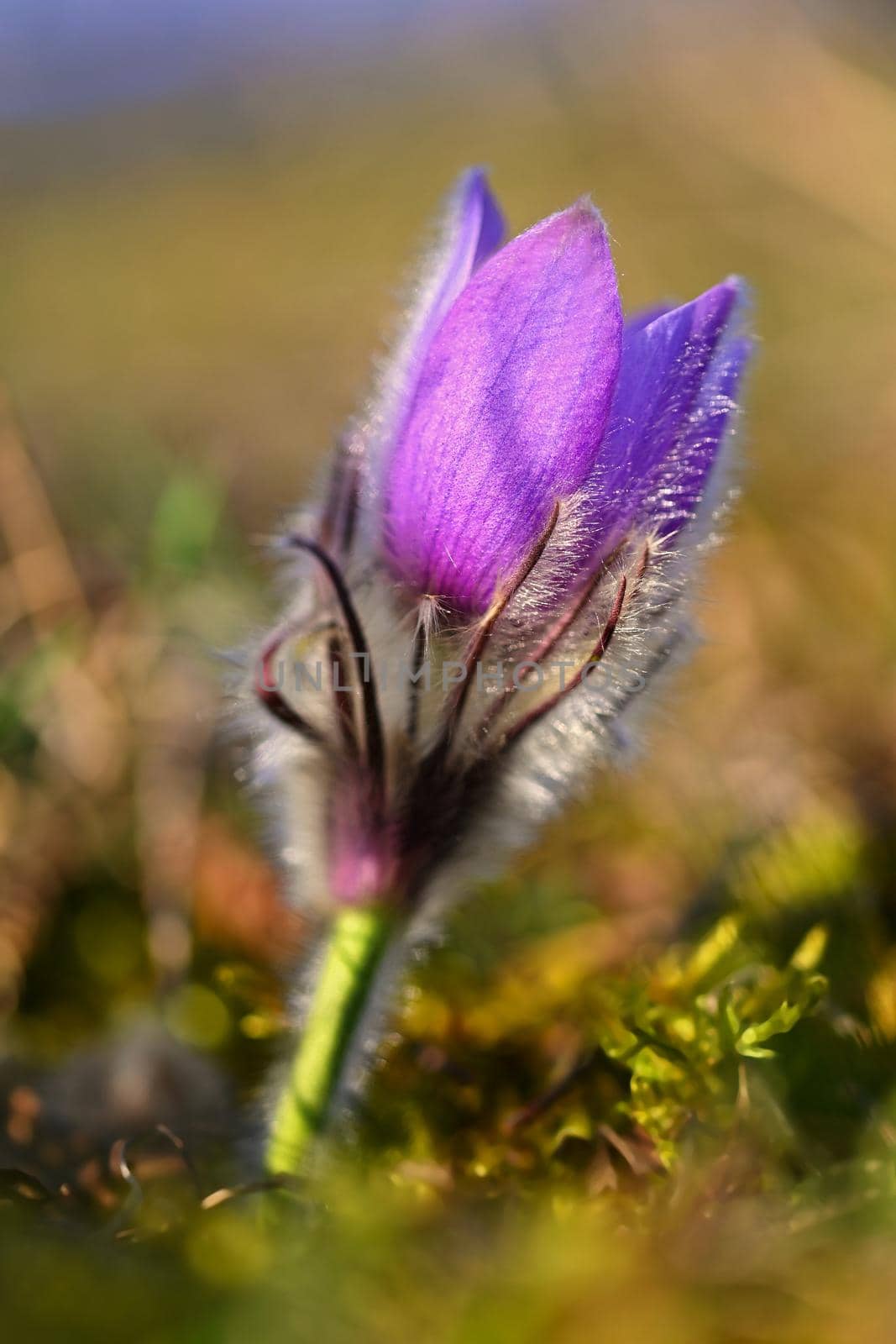 Spring background with flowers in meadow. Pasque Flower (Pulsatilla grandis) by Montypeter