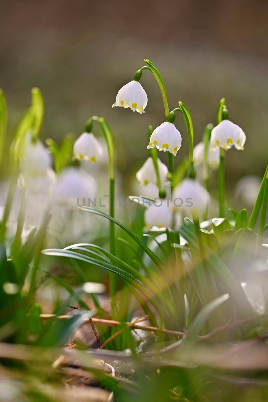 Spring snowflake (Leucojum vernum) Beautiful white spring flower in forest. Colorful nature background. by Montypeter