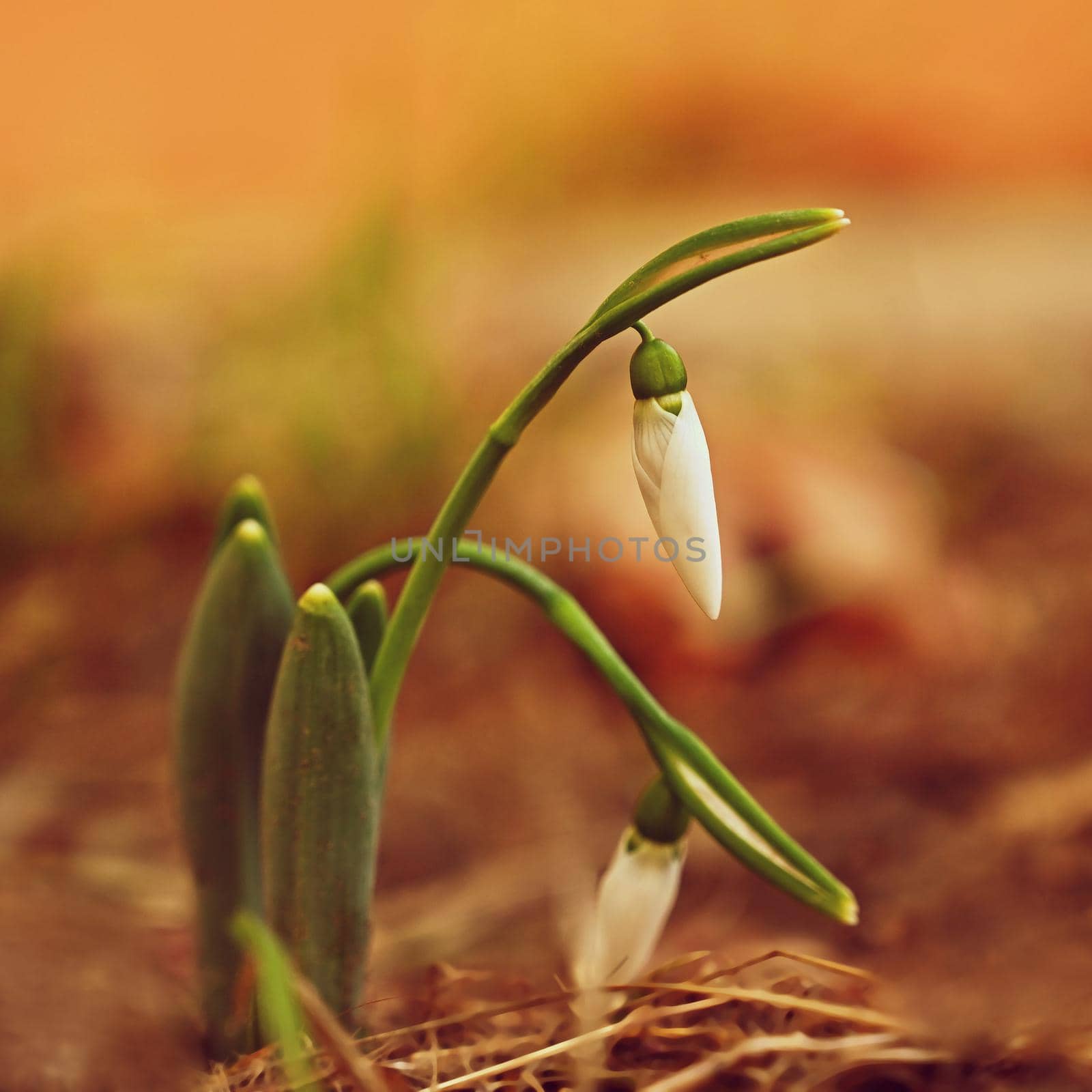 Snowdrops. First spring flowers in the grass. Natural colorful background in the garden. (Galanthus) by Montypeter