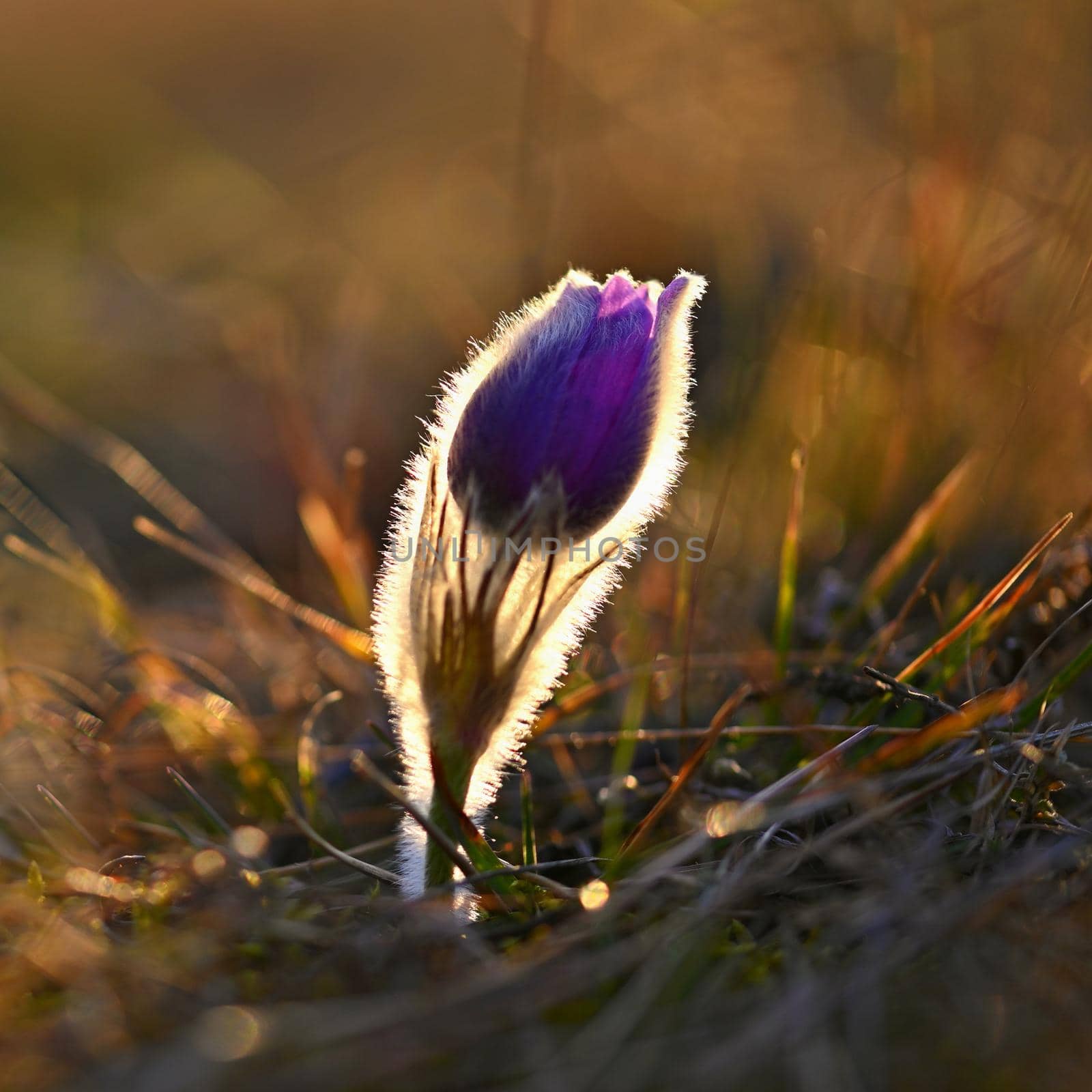 Spring background with flowers in meadow. Pasque Flower (Pulsatilla grandis)