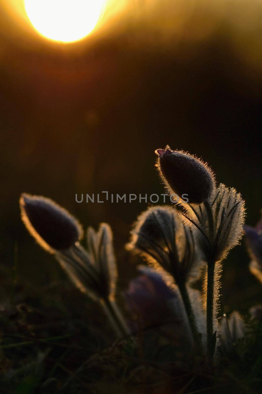 Springtime flower. Beautiful purple little furry pasque-flower. (Pulsatilla grandis) Blooming on spring meadow at the sunset. by Montypeter