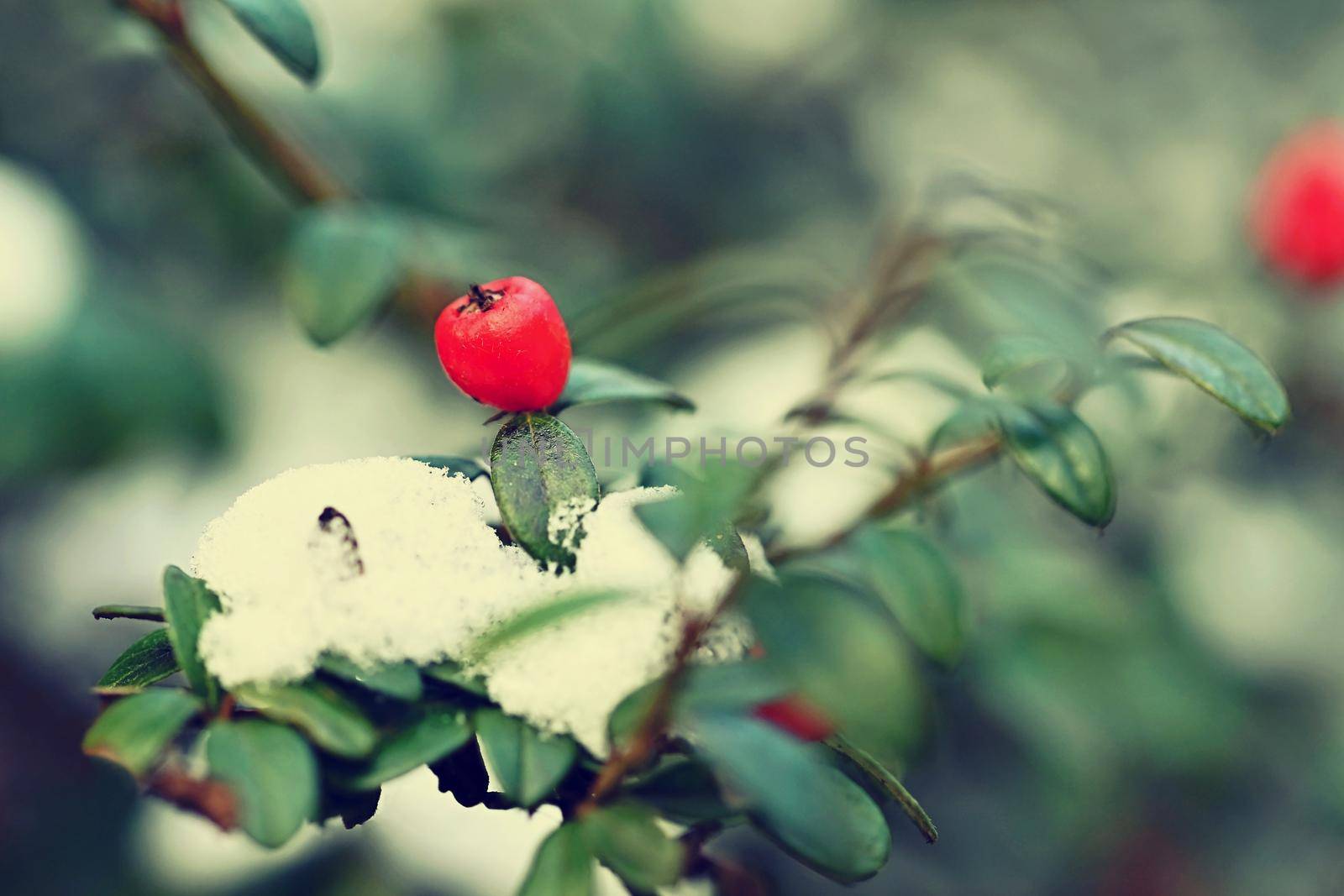 Small red berries on a bush with snow in winter time.