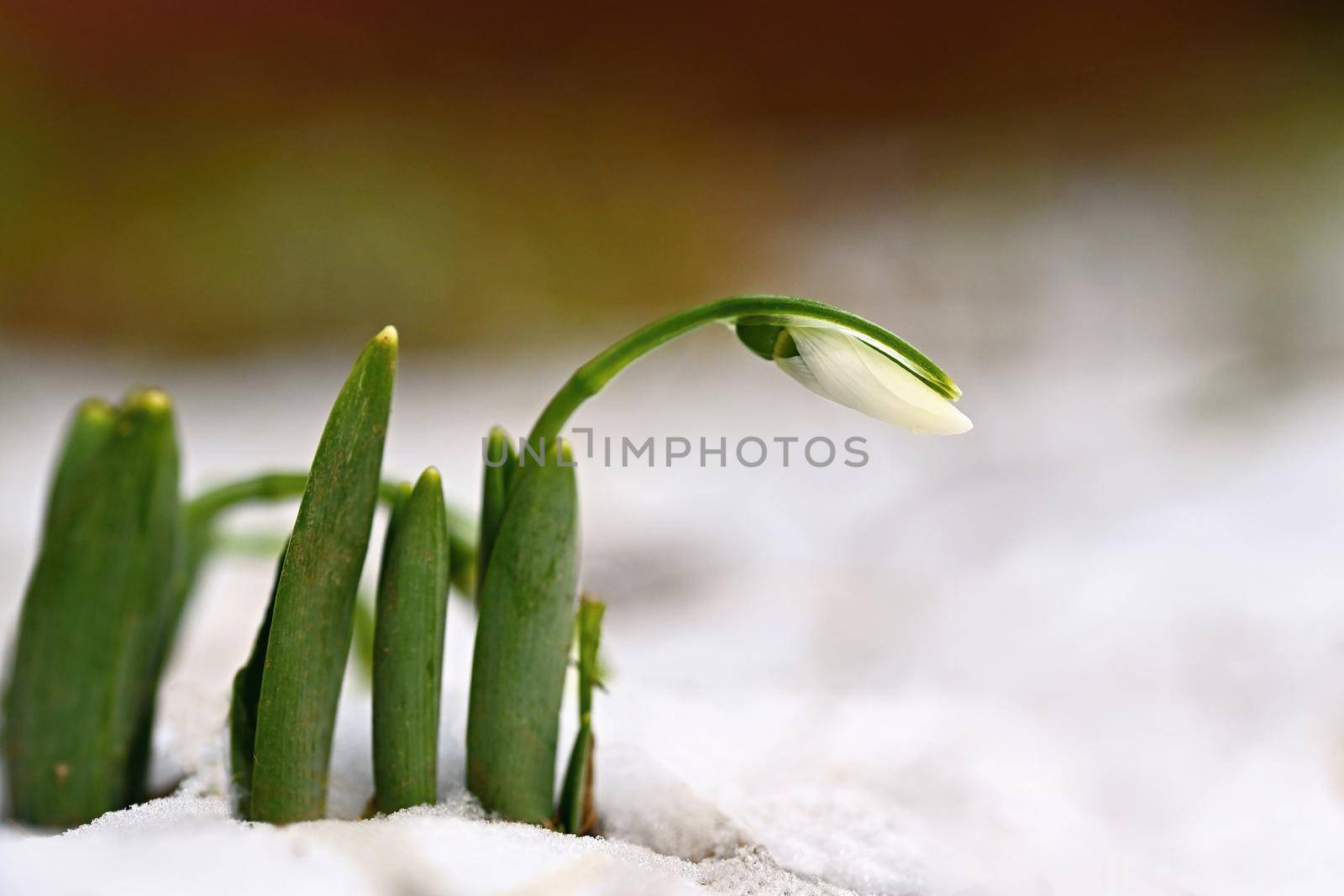 Snowdrops. First spring flowers in the snow. Natural colorful background in the garden. (Galanthus)