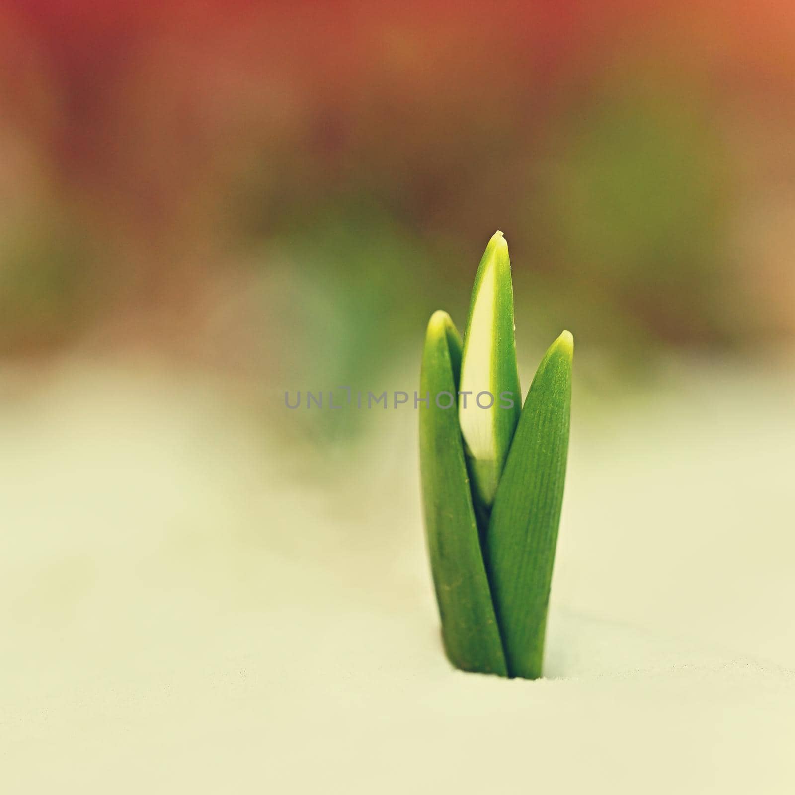 Snowdrops. First spring flowers in the snow. Natural colorful background in the garden. (Galanthus)