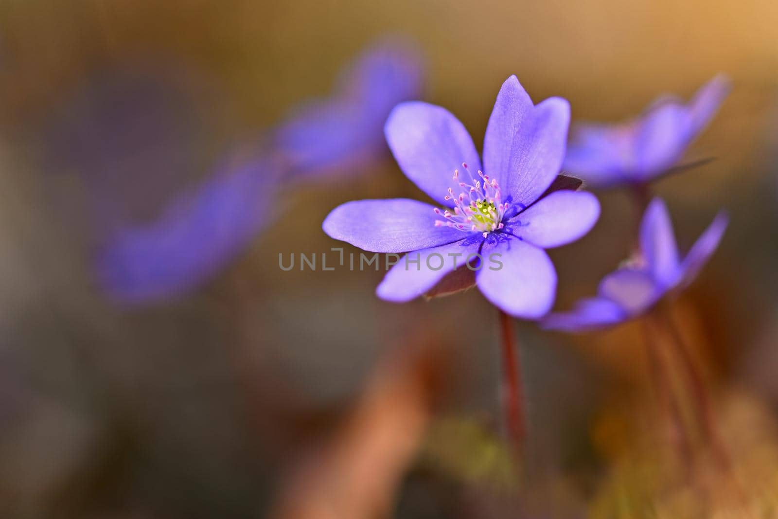 Spring flower. Beautiful colorful plant in the forest. Hepatica nobilis by Montypeter