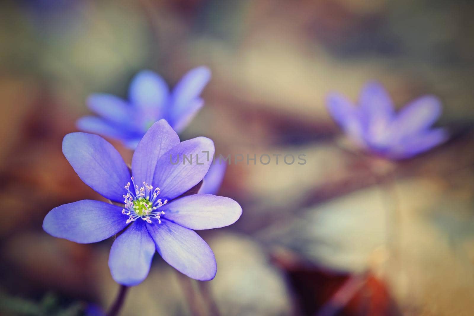 Spring flower. Beautiful colorful plant in the forest. Hepatica nobilis by Montypeter