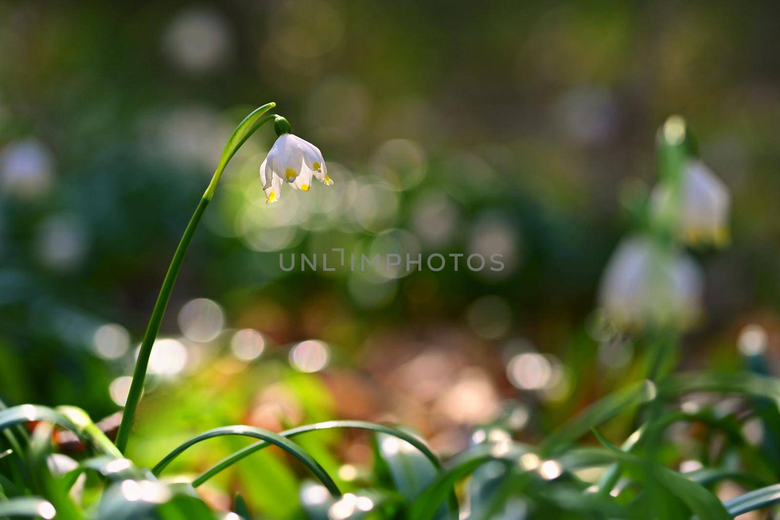 Spring snowflake (Leucojum vernum) Beautiful white spring flower in forest. Colorful nature background.