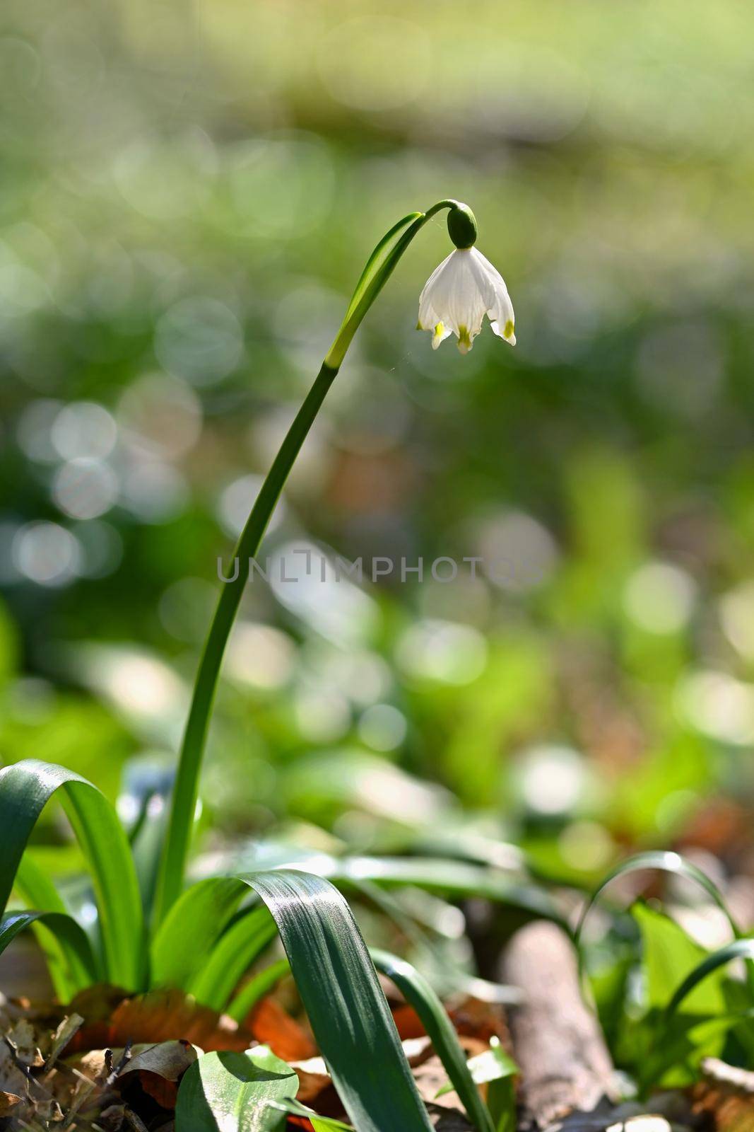 Spring snowflake (Leucojum vernum) Beautiful white spring flower in forest. Colorful nature background. by Montypeter