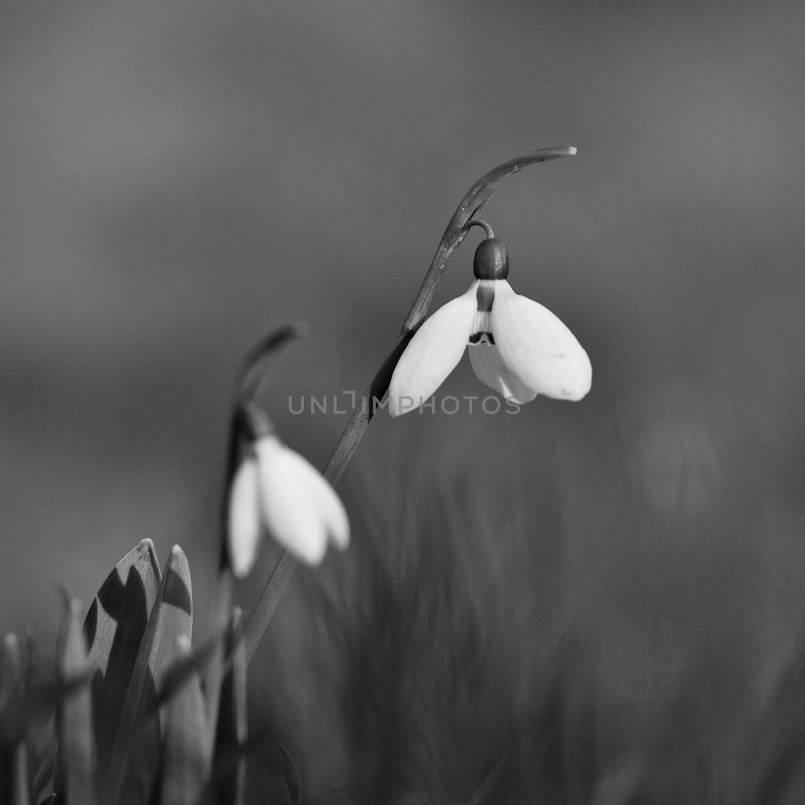 Snowdrops spring flowers. Beautifully blooming in the grass at sunset. Delicate Snowdrop flower is one of the spring symbols. (Amaryllidaceae - Galanthus nivalis) by Montypeter