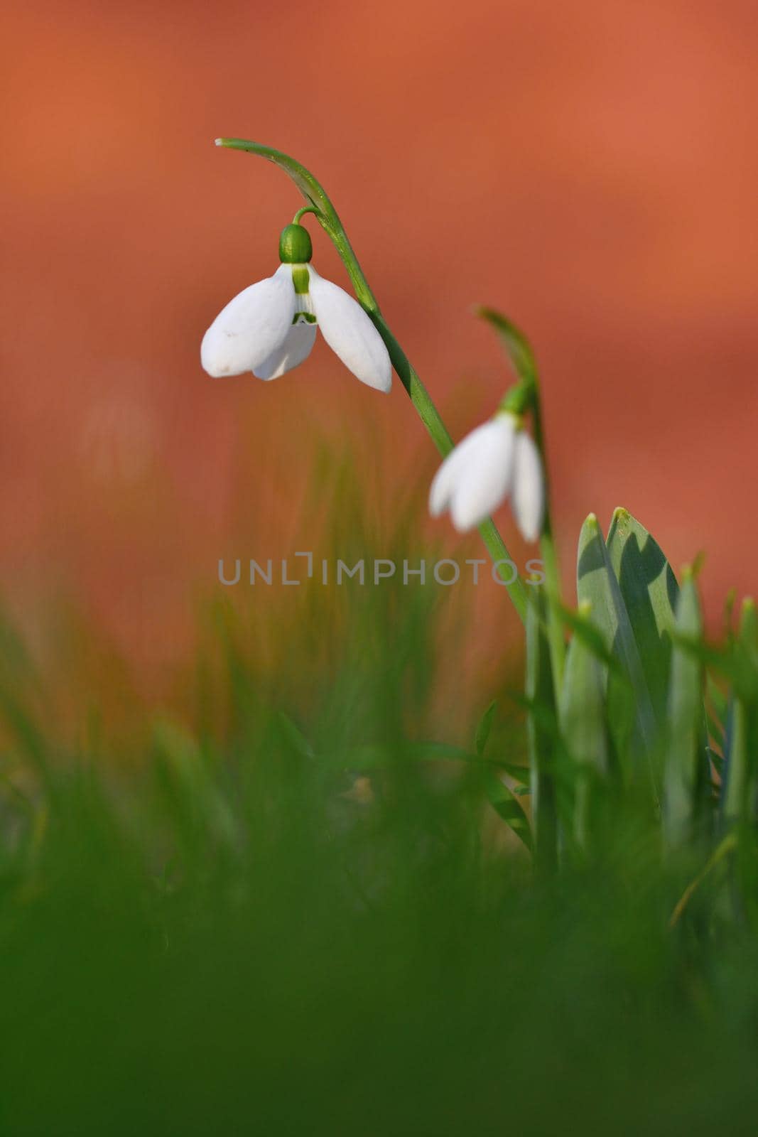 Snowdrops spring flowers. Beautifully blooming in the grass at sunset. Delicate Snowdrop flower is one of the spring symbols. (Amaryllidaceae - Galanthus nivalis)