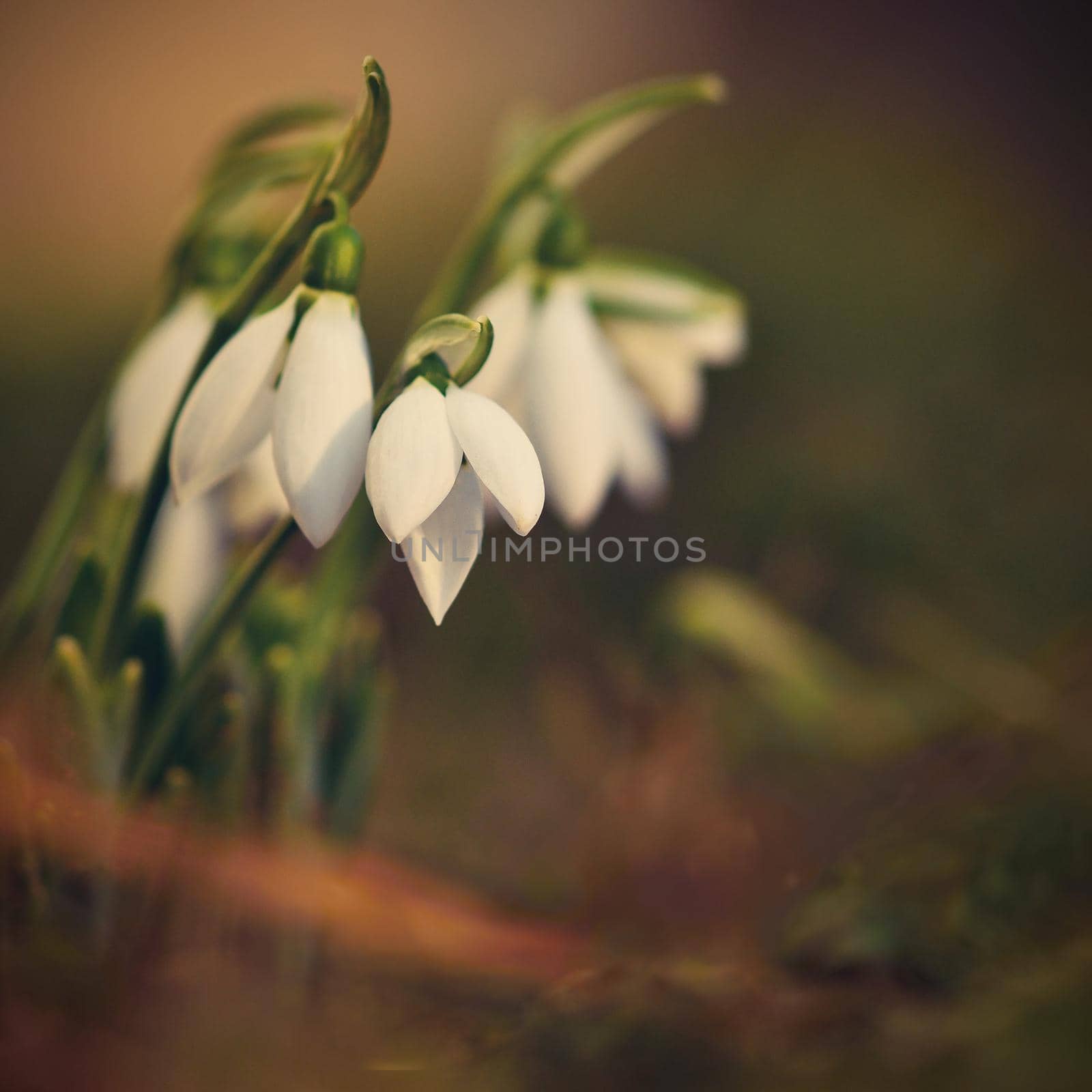 Snowdrops spring flowers. Beautifully blooming in the grass at sunset. Delicate Snowdrop flower is one of the spring symbols. (Amaryllidaceae - Galanthus nivalis)