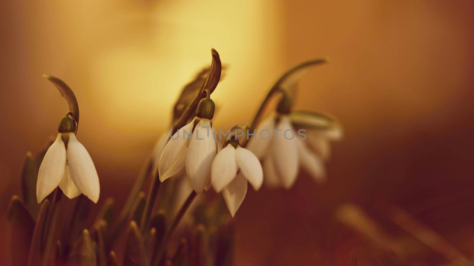 Snowdrops spring flowers. Beautifully blooming in the grass at sunset. Delicate Snowdrop flower is one of the spring symbols. (Amaryllidaceae - Galanthus nivalis)