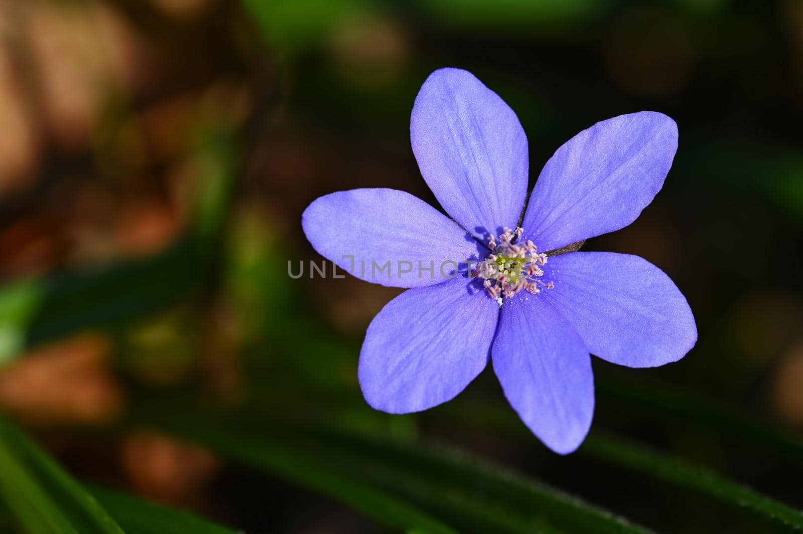 Spring flower. Beautiful purple plant in the forest. Colorful natural background. (Hepatica nobilis)