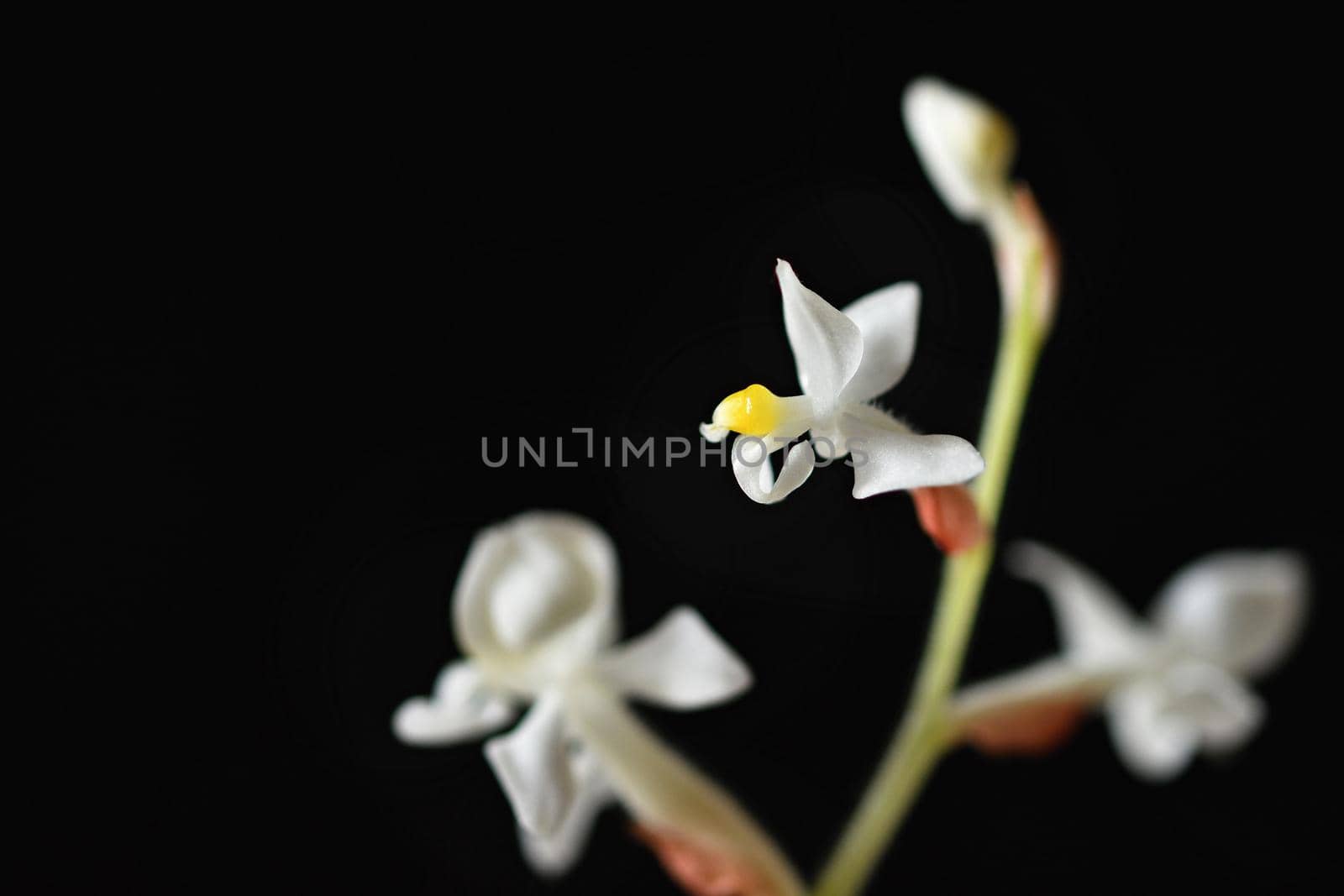 Ludisia discolor (Jewel Orchid) A beautiful blossoming white flower on a clean black background.