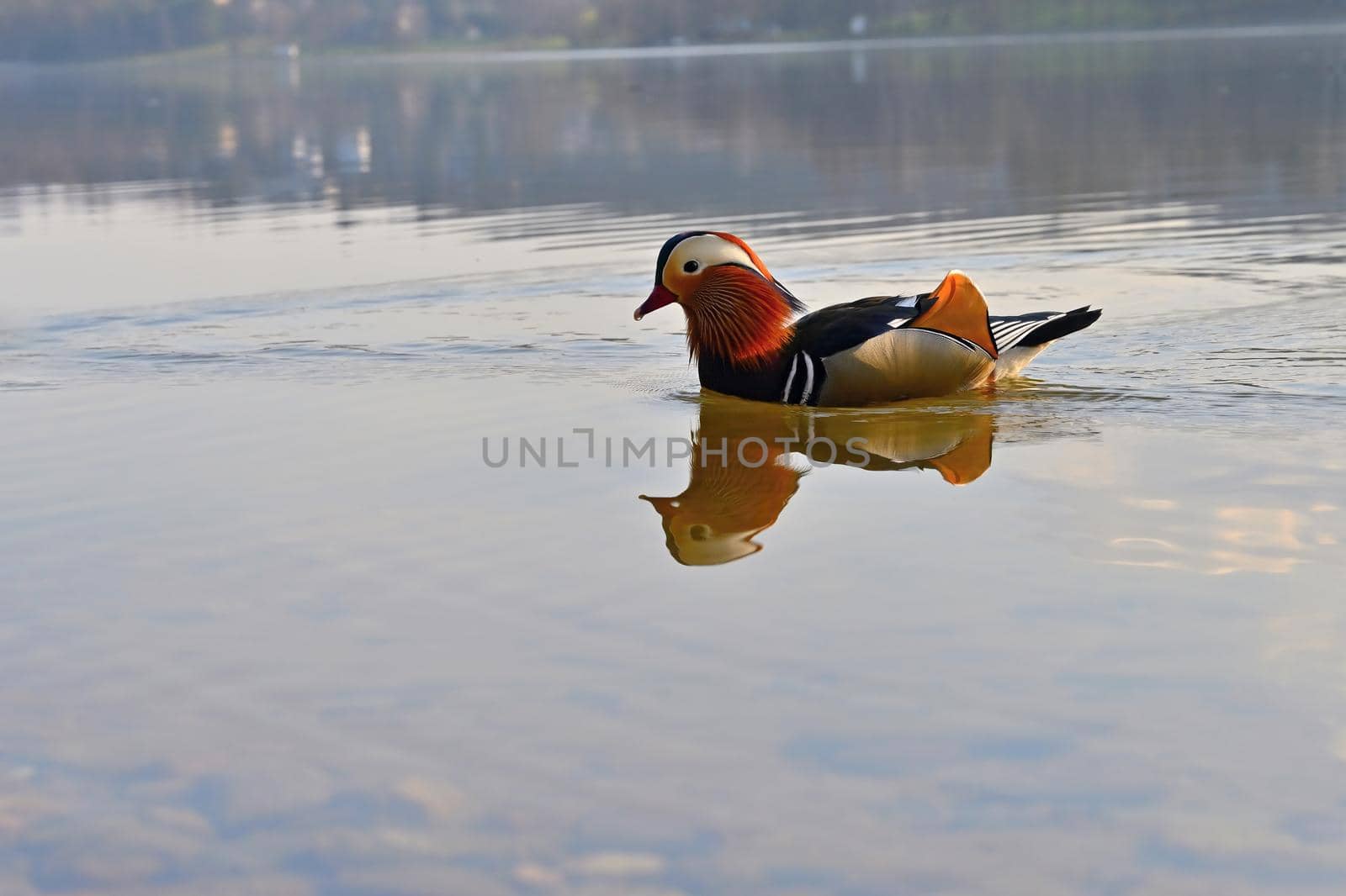 Closeup male mandarin duck (Aix galericulata) swimming on the water with reflection. A beautiful bird living in the wild.