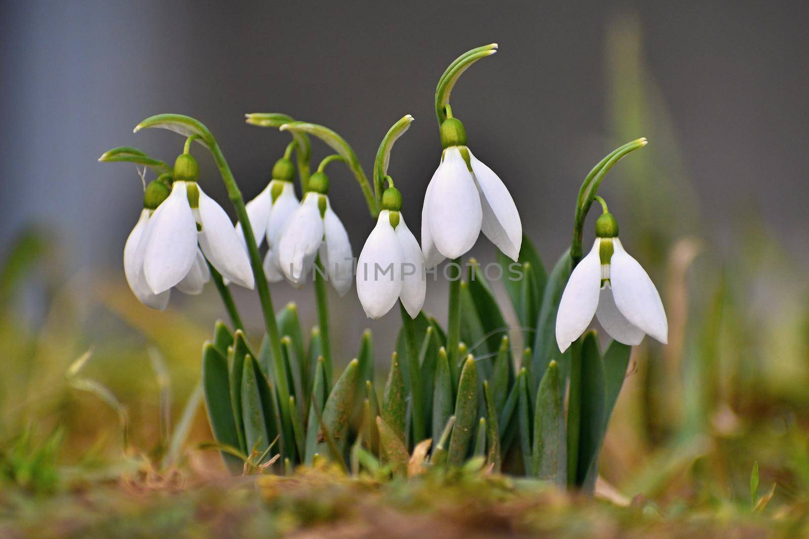 Snowdrops. First spring flowers in the grass. Natural colorful background in the garden. (Galanthus)