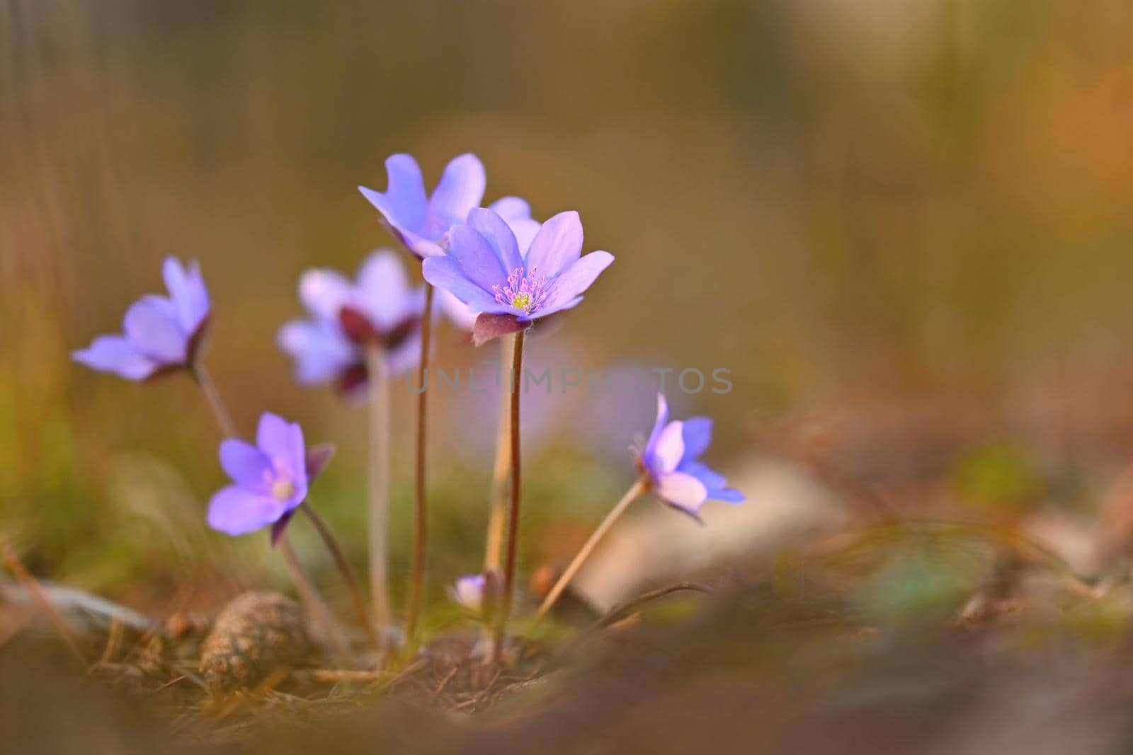 Spring flower. Beautiful purple plant in the forest. Colorful natural background. (Hepatica nobilis)