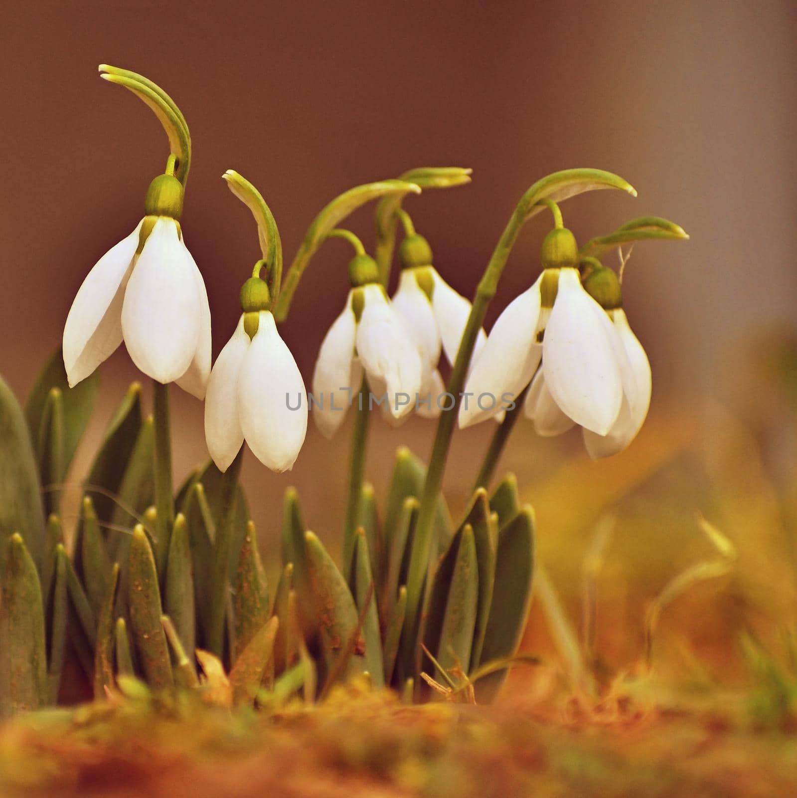 Snowdrops. First spring flowers in the grass. Natural colorful background in the garden. (Galanthus)