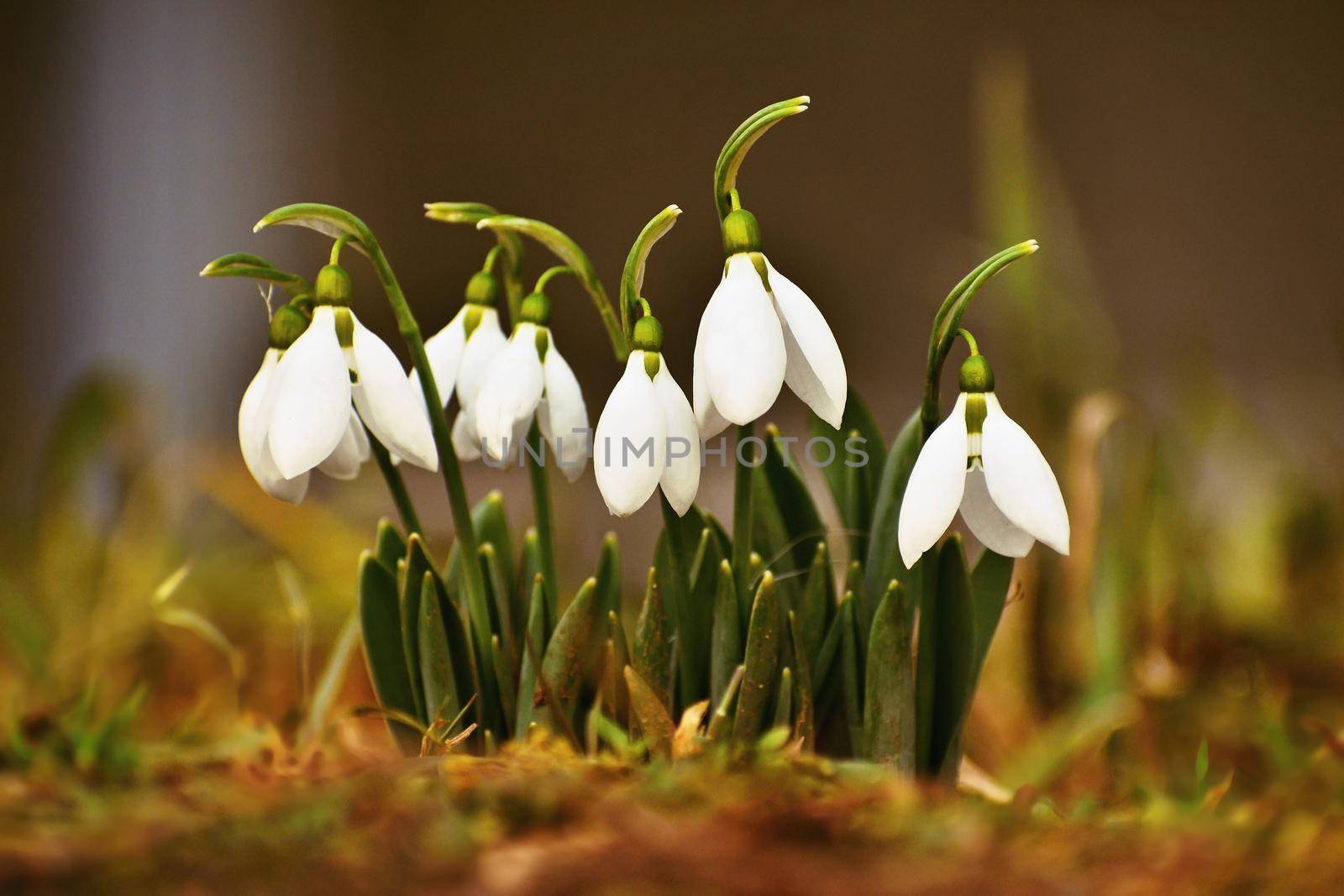 Snowdrops spring flowers. Beautifully blooming in the grass at sunset. Delicate Snowdrop flower is one of the spring symbols. (Amaryllidaceae - Galanthus nivalis)