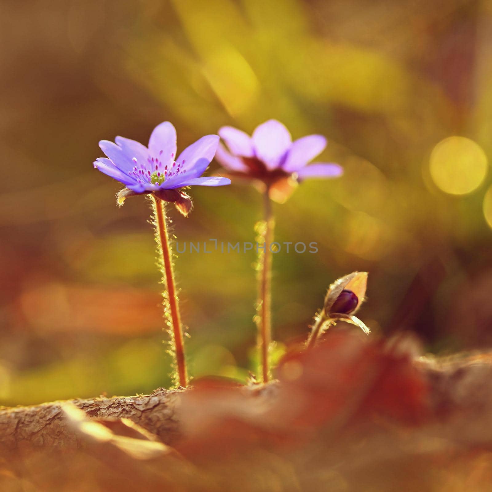 Spring flower. Beautiful purple plant in the forest. Colorful natural background. (Hepatica nobilis)