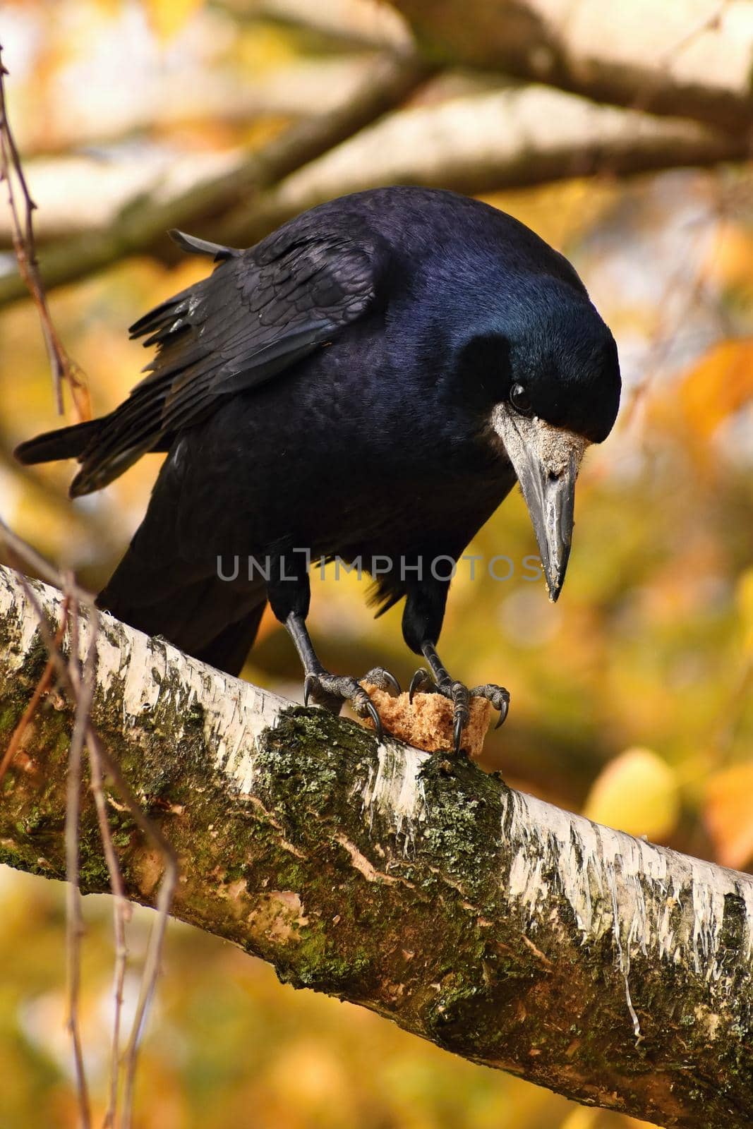 Beautiful picture of a bird - raven / crow in autumn nature.
(Corvus frugilegus)