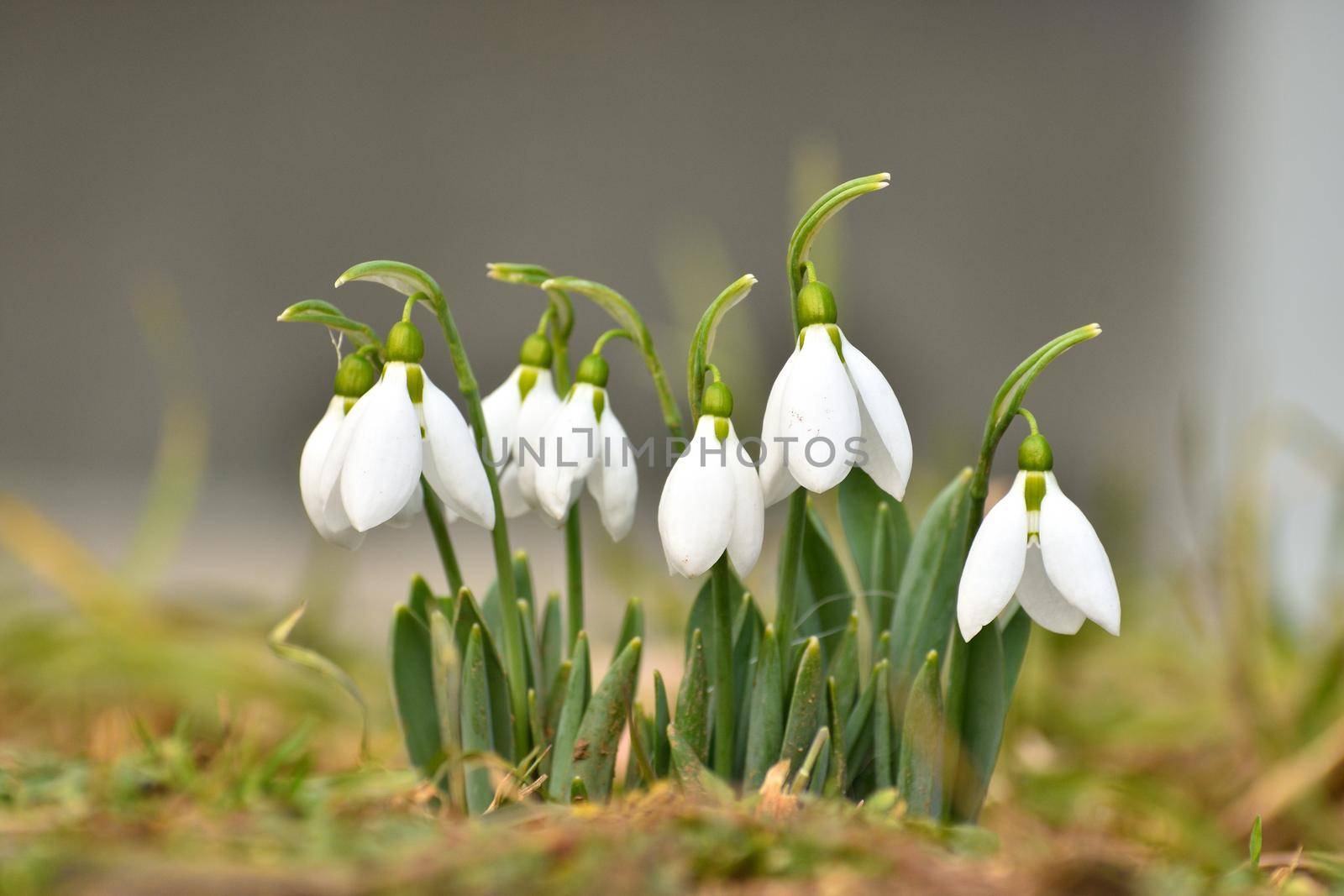 Snowdrops spring flowers. Beautifully blooming in the grass at sunset. Delicate Snowdrop flower is one of the spring symbols. (Amaryllidaceae - Galanthus nivalis)