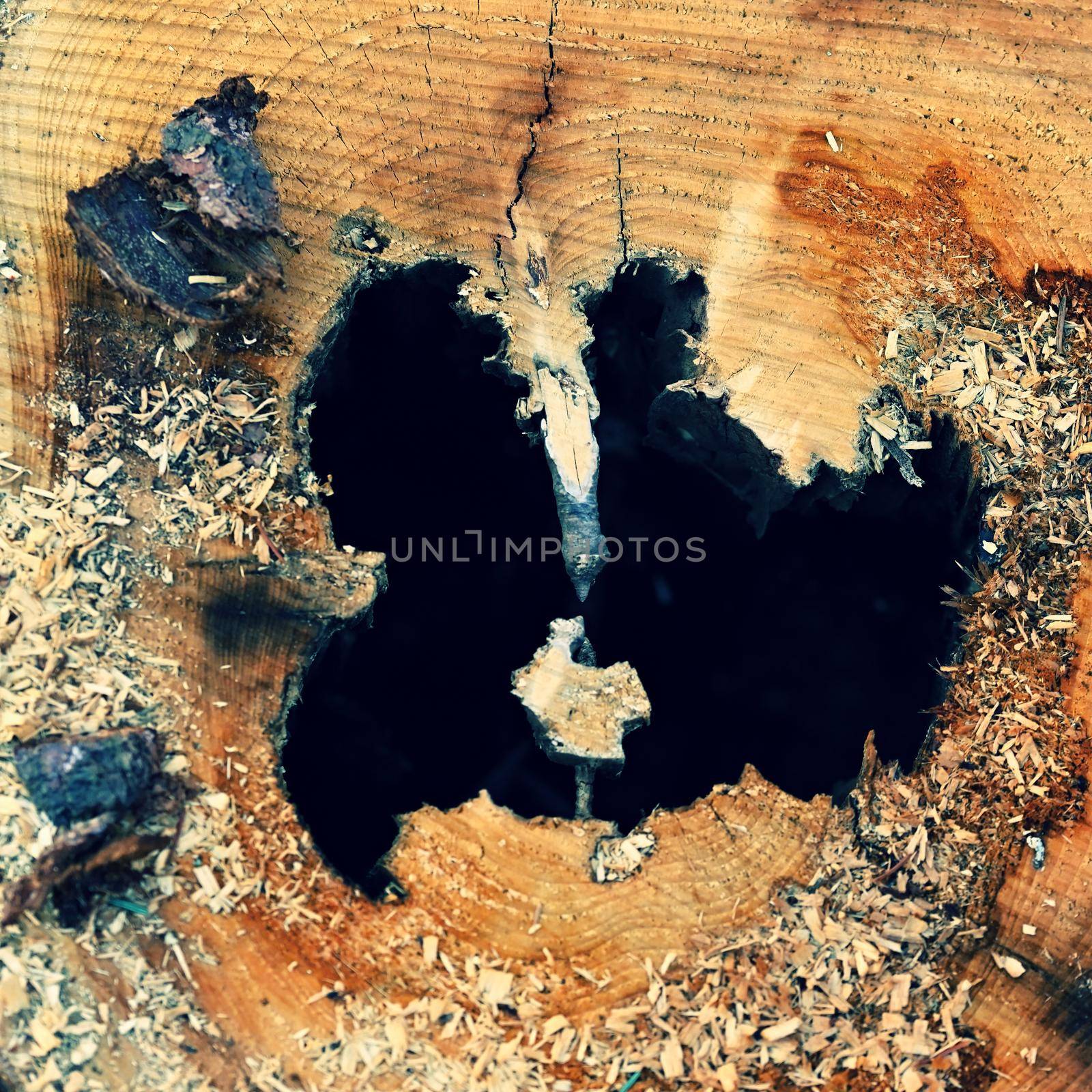 Destroyed tree trunk. Bark beetle attacked the forest.
(Scolytinae, Ipinae)