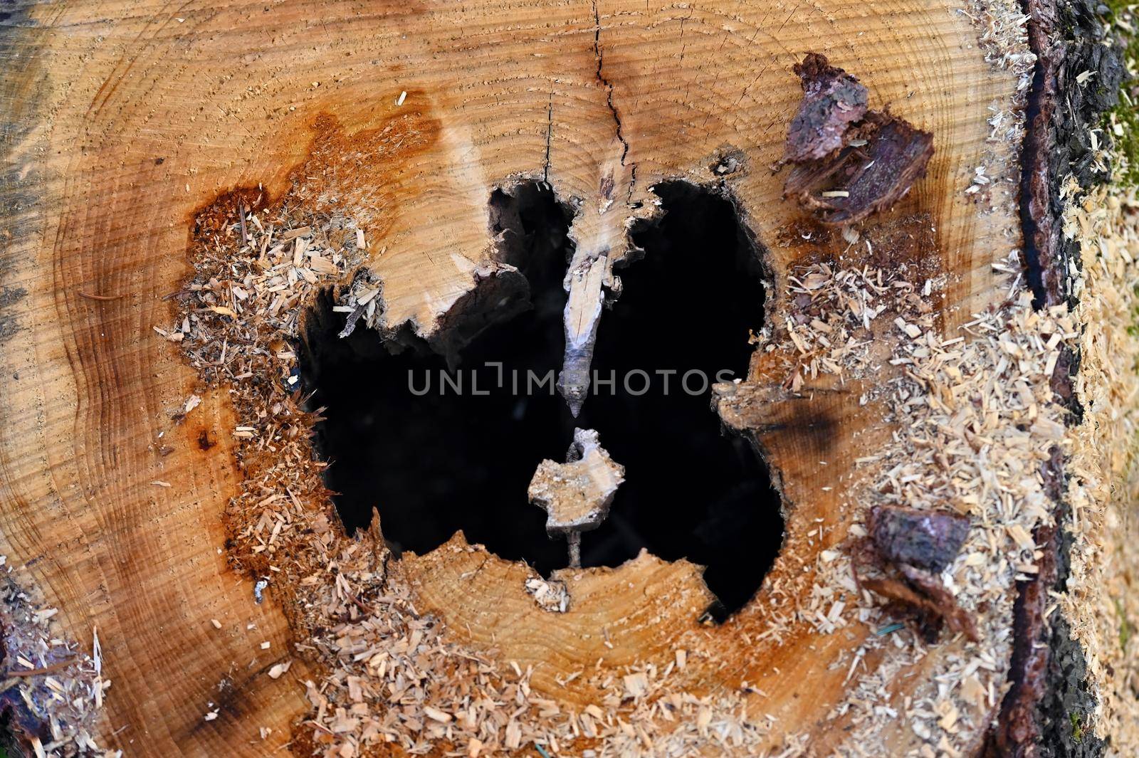 Destroyed tree trunk. Bark beetle attacked the forest.
(Scolytinae, Ipinae)