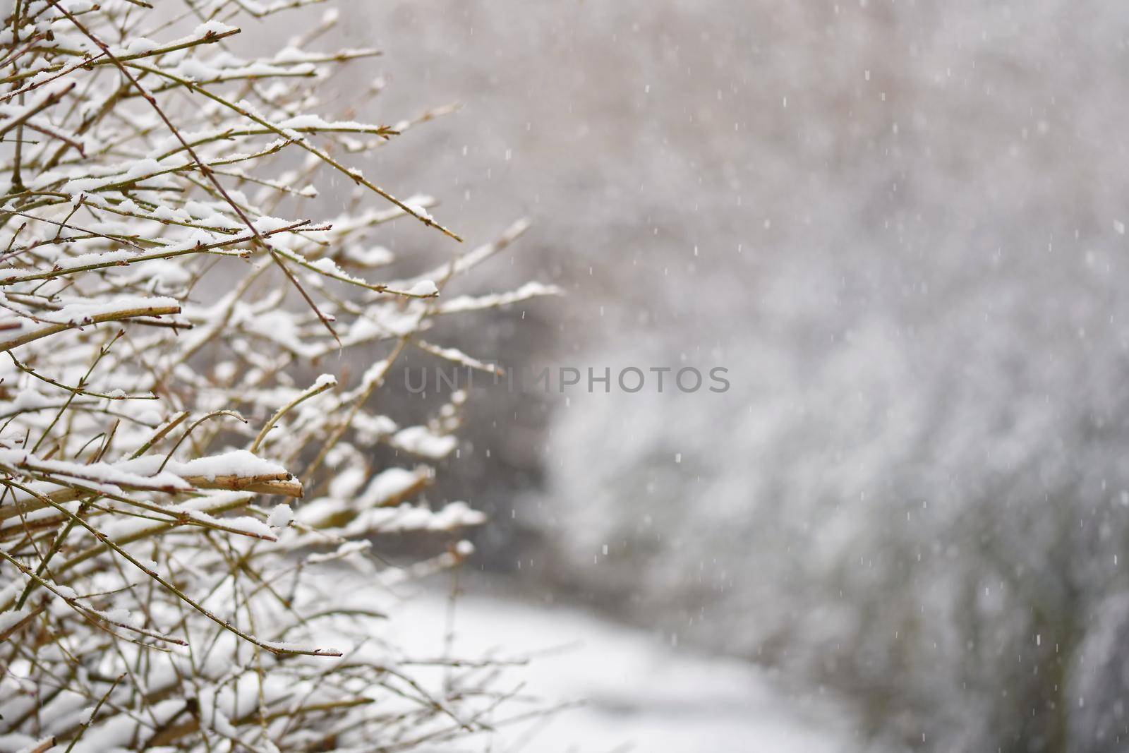 Frost and snow on branches. Beautiful winter seasonal  background. Photo of frozen nature.