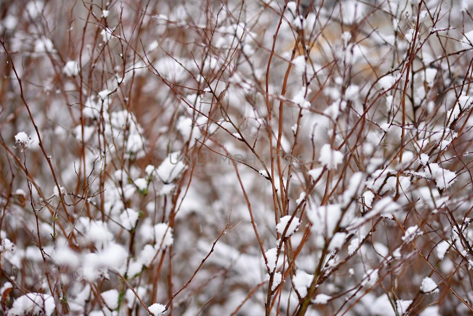 Frost and snow on branches. Beautiful winter seasonal  background. Photo of frozen nature.