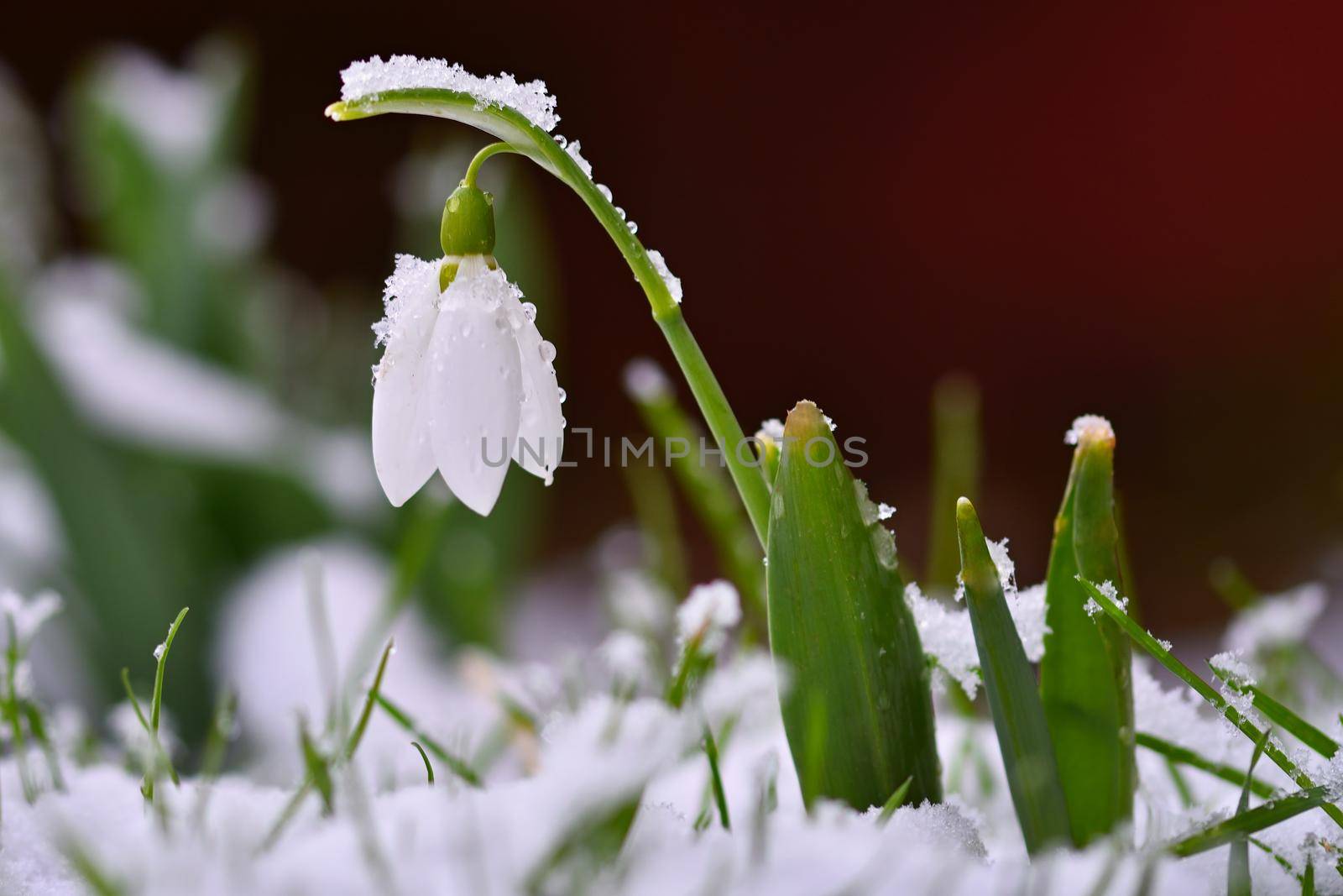 Snowdrops spring flowers. Beautifully blooming in the grass at sunset. Delicate Snowdrop flower is one of the spring symbols. (Amaryllidaceae - Galanthus nivalis)