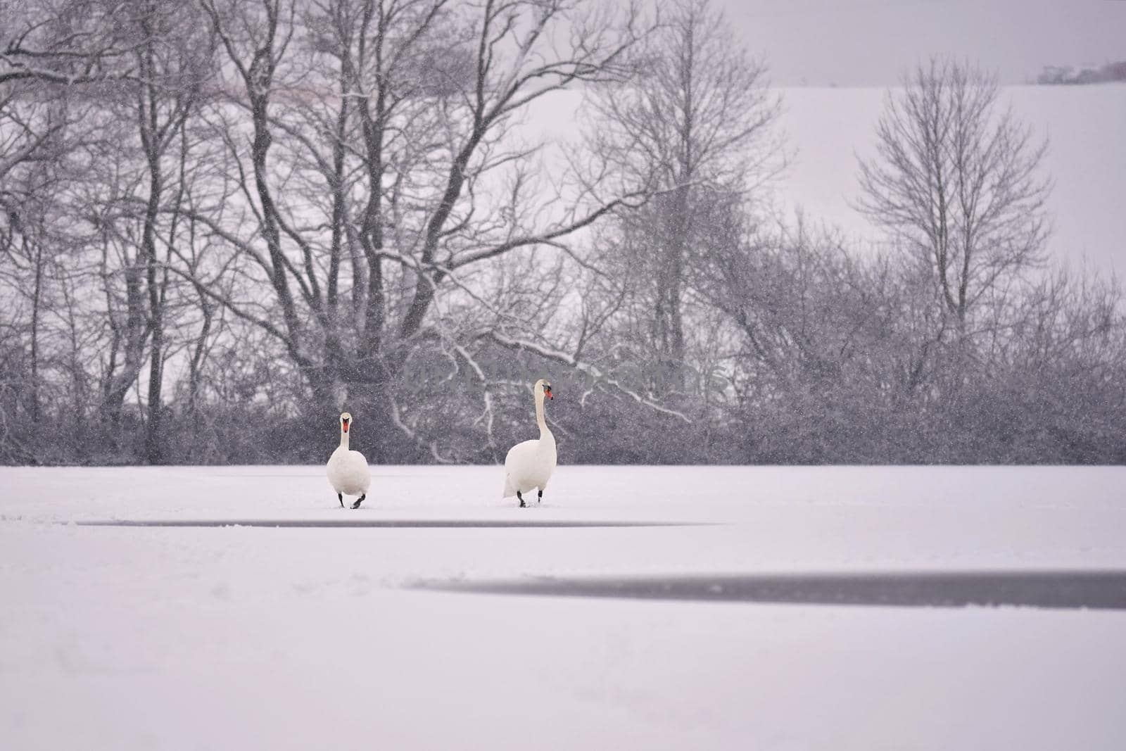 Swans in winter. Beautiful bird picture in winter nature with snow.