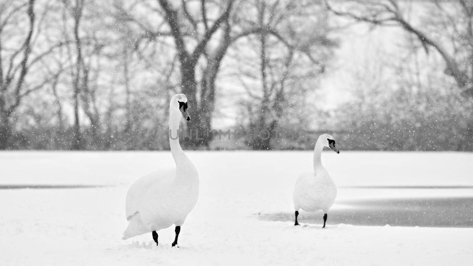 Swans in winter. Beautiful bird picture in winter nature with snow.