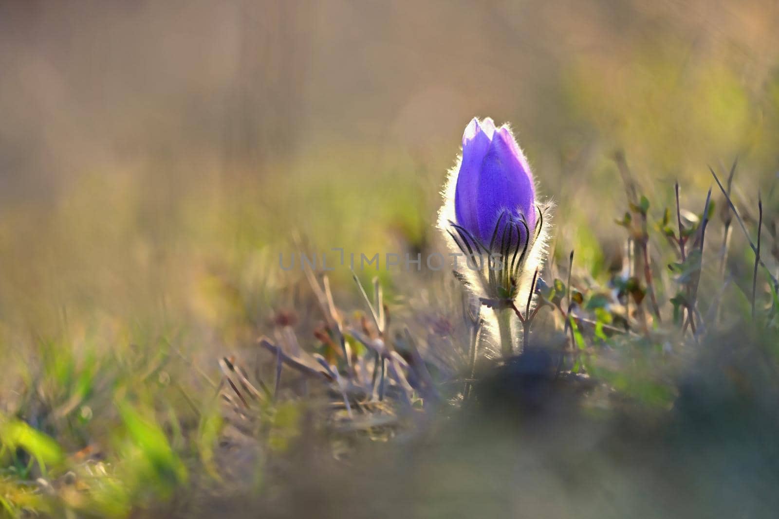 Spring background with flowers in meadow. Pasque Flower (Pulsatilla grandis)