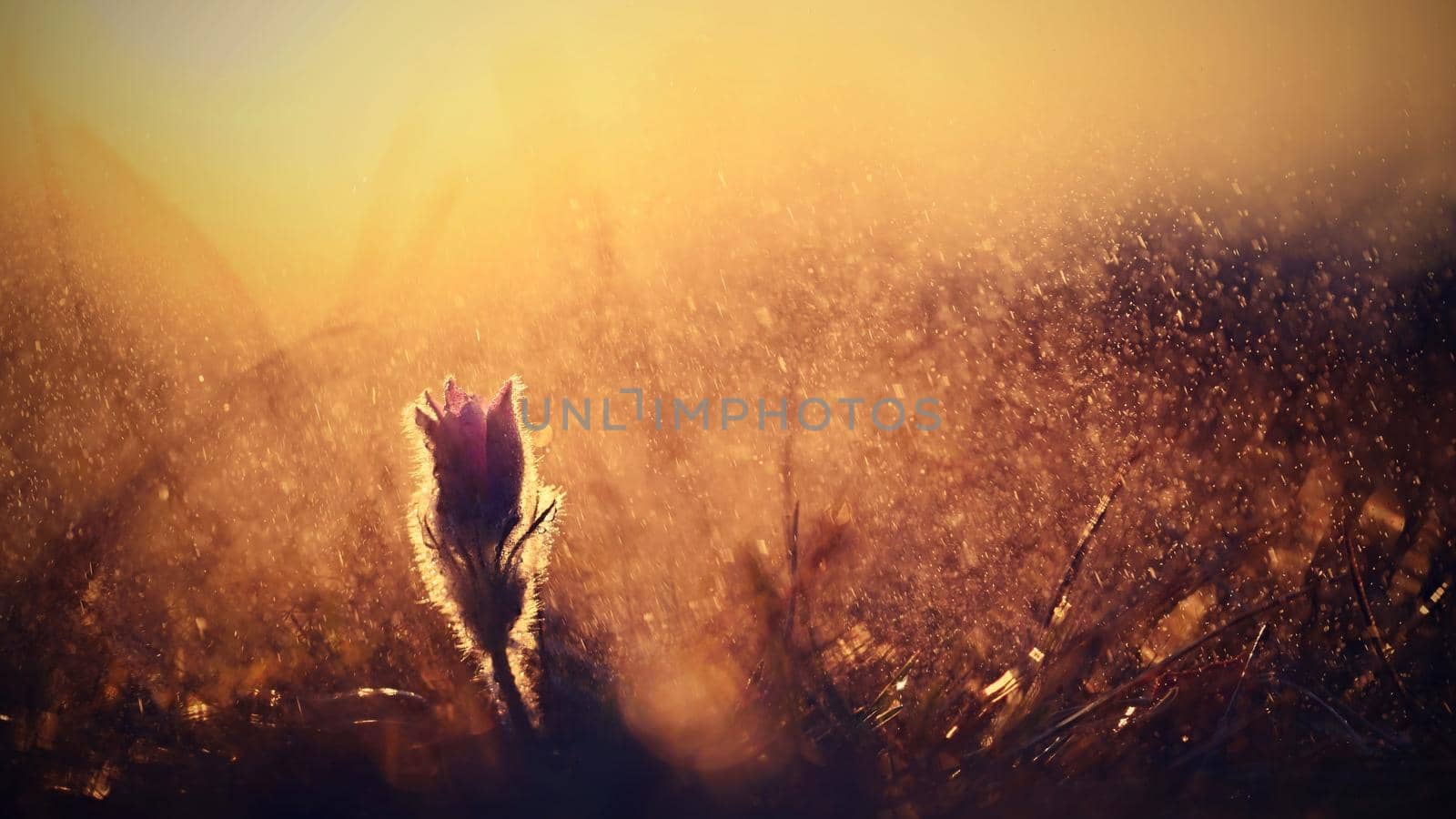 Spring rain in nature. Beautiful shot of flowers on meadow at sunset in rainy day. Pasque flower (Pulsatilla grandis)