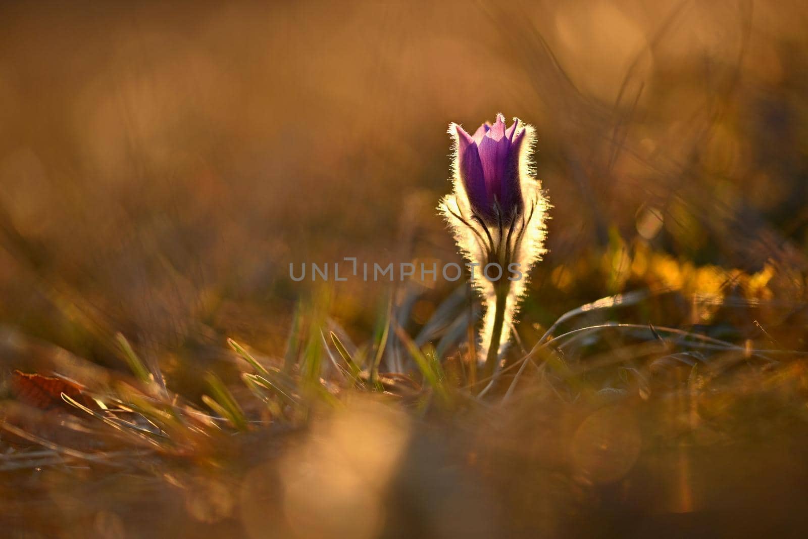 Spring background with flowers in meadow. Pasque Flower (Pulsatilla grandis)